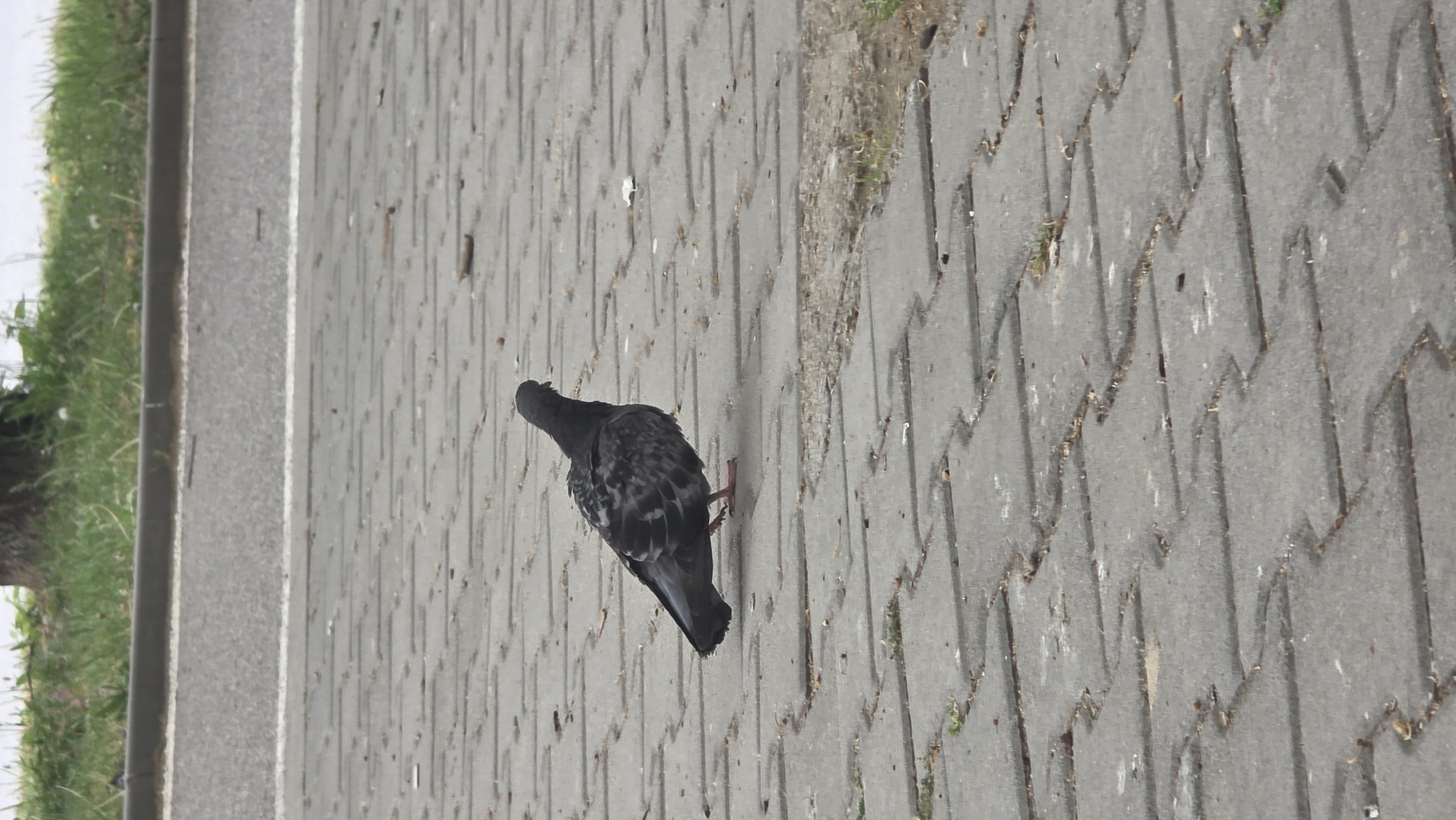 A bird, identified as a pigeon, stands on a gray concrete brick walkway. The walkway has a textured, zigzagging brick pattern. Adjacent to the walkway, to the left of the frame, is a paved road and some green grass. The environment appears to be outdoors, possibly within a city park or public space, where urban birds like pigeons are often found. The image is slightly rotated clockwise. There is no immediate indication of the specific location within Blagoevgrad, Bulgaria.