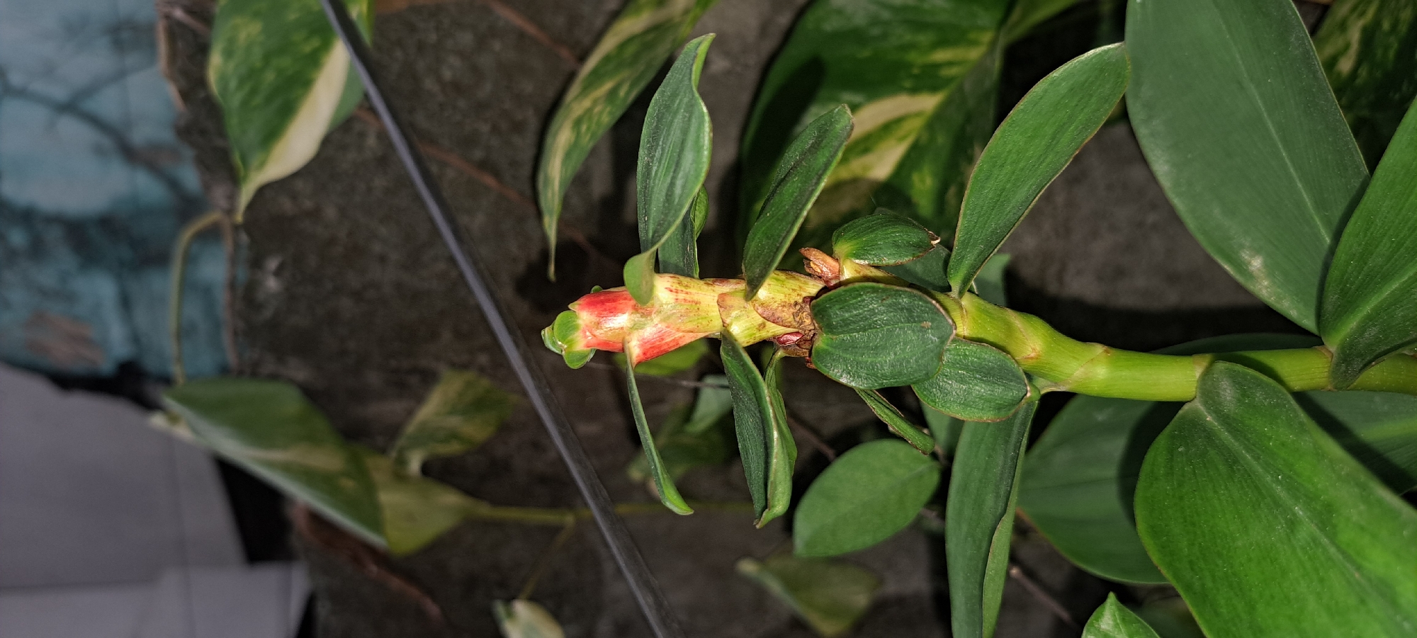A close-up shot shows the tip of a green plant with a red and green flower bud. The plant has large green leaves. The background is blurry and appears to be a rough, dark surface. A thin, dark wire runs horizontally across the image. The plant is likely in a garden or outdoor setting. The city of Mandaluyong, Philippines, is known for its urban environment, but pockets of greenery can be found in residential areas and parks, suggesting this plant could be part of a home garden or a public green space within the city.