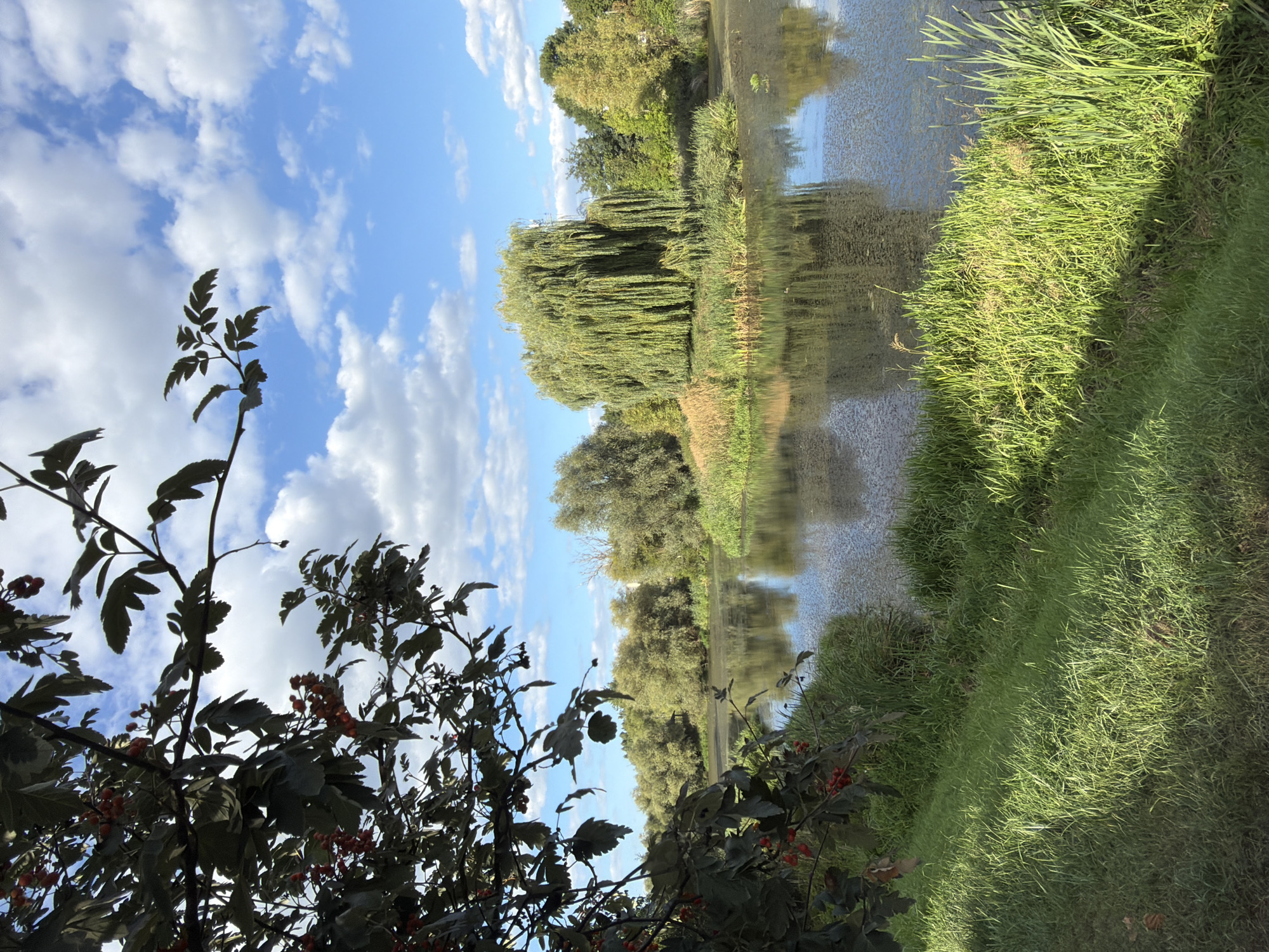 The image depicts a tranquil waterfront scene, likely a park or natural area within the city of Szczecin, Poland. In the foreground, lush green grass slopes down to the edge of a body of water. The water's surface is calm, reflecting the surrounding trees and the bright blue sky dotted with fluffy white clouds.
Dominating the middle ground is a large, weeping willow tree with its characteristic long, drooping branches, situated on a small island or patch of land within the water. Various other trees with dense green foliage form a backdrop, creating a sense of natural abundance. The light suggests it is daytime, possibly late morning or afternoon, with sunlight casting shadows on the grass.
To the left of the frame, branches of a tree laden with small red berries hang into the shot, adding a touch of color and detail. There are no people visible in the image, and the overall atmosphere is one of peace and natural beauty. The scene appears to be a serene, undeveloped area within the urban landscape of Szczecin, offering a refuge from city life.