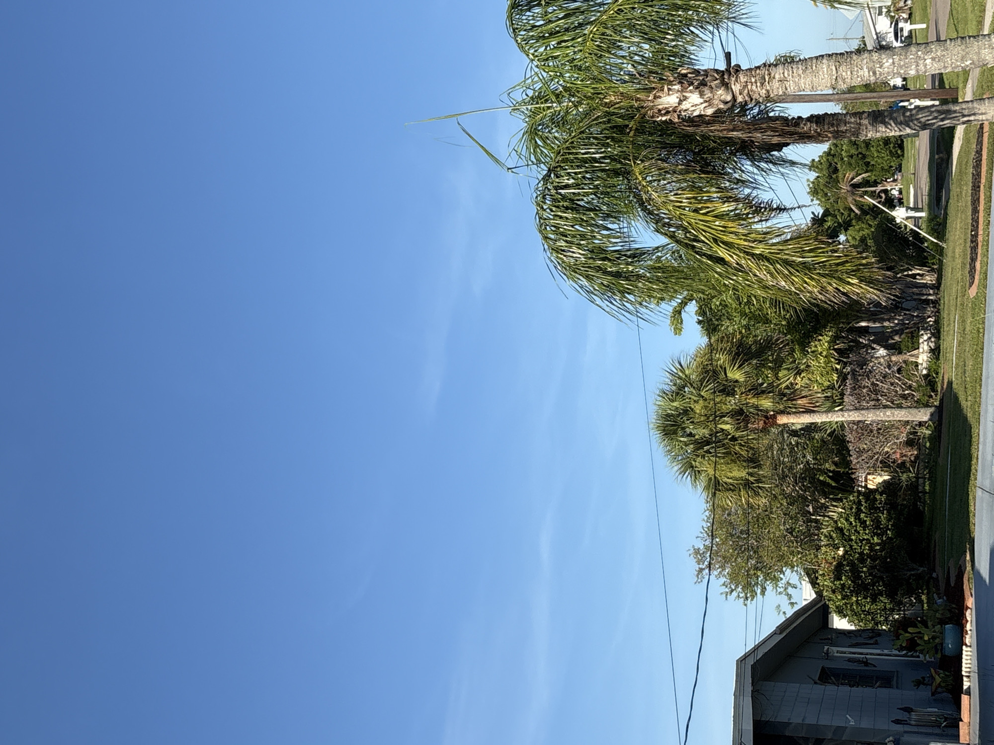The image shows a clear, bright blue sky with a few wispy clouds. The perspective is looking upwards towards the sky, with the tops of several palm trees dominating the right side of the frame. The palm trees are lush and green, with fronds that are partially obscuring the sky. Below the palm trees, glimpses of a residential area are visible, including a house with a light blue exterior, and a paved driveway or sidewalk. There are also hints of other vegetation, such as bushes and grass. Power lines are visible crisscrossing the upper portion of the scene, cutting through the sky and trees.
The lighting suggests it is daytime, likely morning or afternoon, given the clear and bright conditions. The scene appears to be a residential neighborhood, possibly in a warm climate given the presence of palm trees. There are no people visible in the frame, and the focus is on the natural elements and the surrounding environment. The overall mood is one of tranquility and a clear, sunny day. There is no visible text in the image.