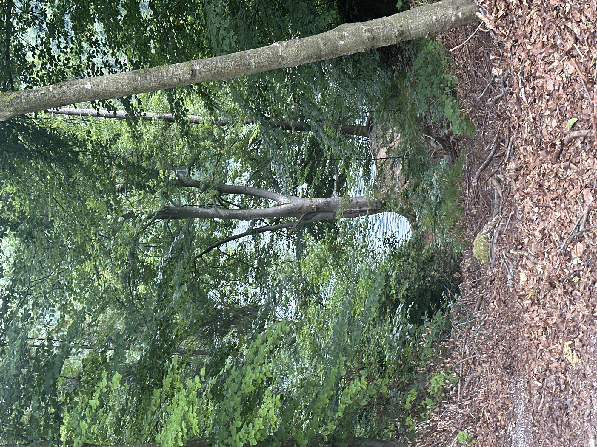 The image depicts a natural scene in a forest adjacent to a body of water. In the foreground, the ground is covered with a thick layer of fallen leaves and twigs, with some visible small stones and gravel. A large tree trunk with textured bark stands prominently on the right side of the image, leaning slightly towards the viewer. Behind the foreground, dense green foliage from various trees and bushes creates a lush canopy.
In the middle ground, a glimpse of a body of water, likely a lake or river, is visible through an opening in the trees. The water's surface appears somewhat choppy, indicating movement. The shoreline is lined with vegetation, including bushes and smaller trees.
In the background, more trees and vegetation extend into the distance, creating a sense of depth. The overall impression is of a tranquil, natural setting. Based on its characteristics, this scene is consistent with a location in the vicinity of the village of Kiefersfelden, Germany, known for its mountainous terrain and natural landscapes, which often include lakes and forests. There are no people or animals visible in the image.