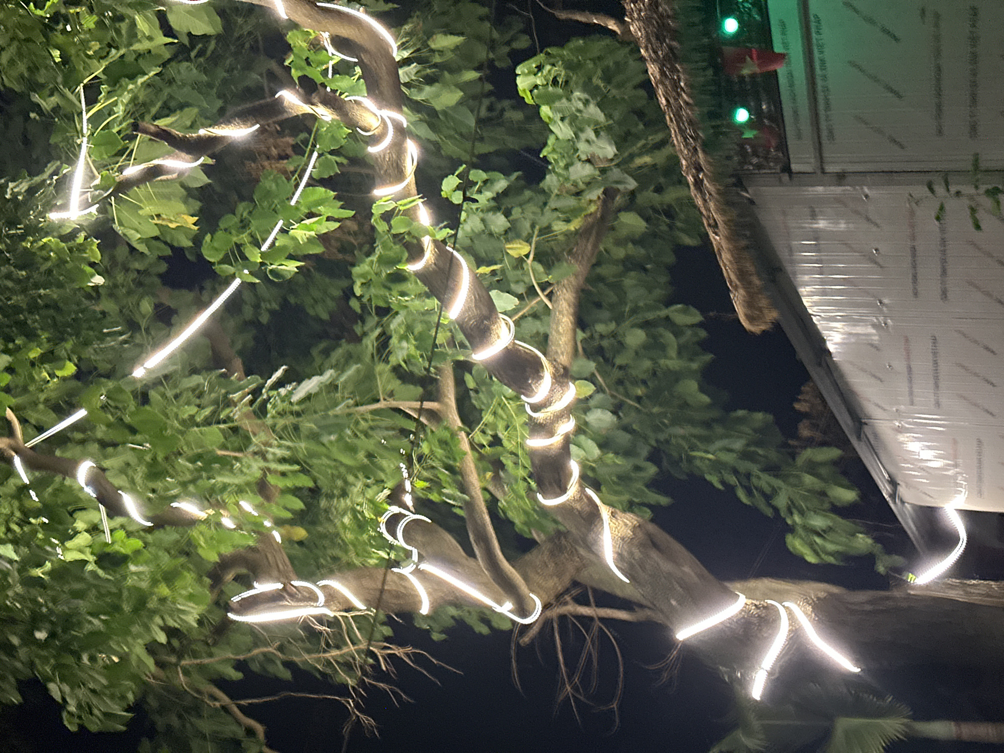 The image shows a tree at night, decorated with white string lights wrapped around its branches. The tree has a large trunk and many green leaves. In the background, there is a building with a thatched roof and corrugated metal siding. There are also some green lights visible on the building. The overall scene suggests an outdoor gathering or event. The location is specified as Nam Hoa Lư Ward, Vietnam.