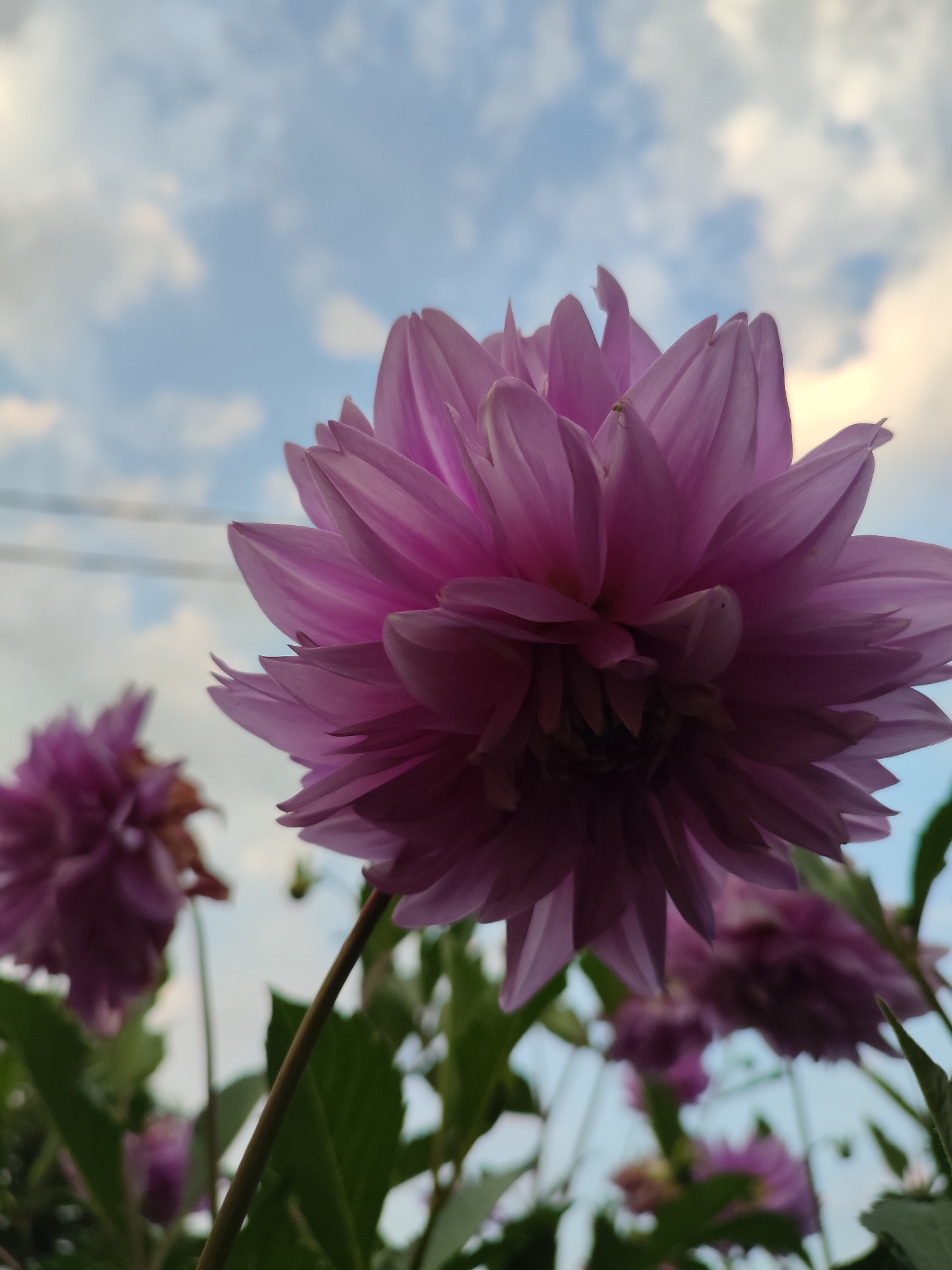 A close-up, low-angle shot captures a vibrant pink dahlia flower in bloom against a backdrop of a cloudy sky. The flower, prominently featured in the foreground, displays intricate, layered petals that appear soft and delicate. The petals are a rich pink hue, with lighter shades and subtle shadows adding depth and texture. The flower's stem is visible, a slender green stalk supporting the heavy bloom. In the background, other dahlia flowers are visible, some in focus and others blurred, suggesting a garden setting. The sky above is a mix of light blue and scattered white clouds, with hints of warm light, possibly from the setting sun. The overall impression is one of natural beauty and serene outdoor scenery, likely found in the vicinity of Варнянскі сельскі Савет, Belarus. There are no people or specific human-made structures visible in the frame, emphasizing the natural focus of the image.