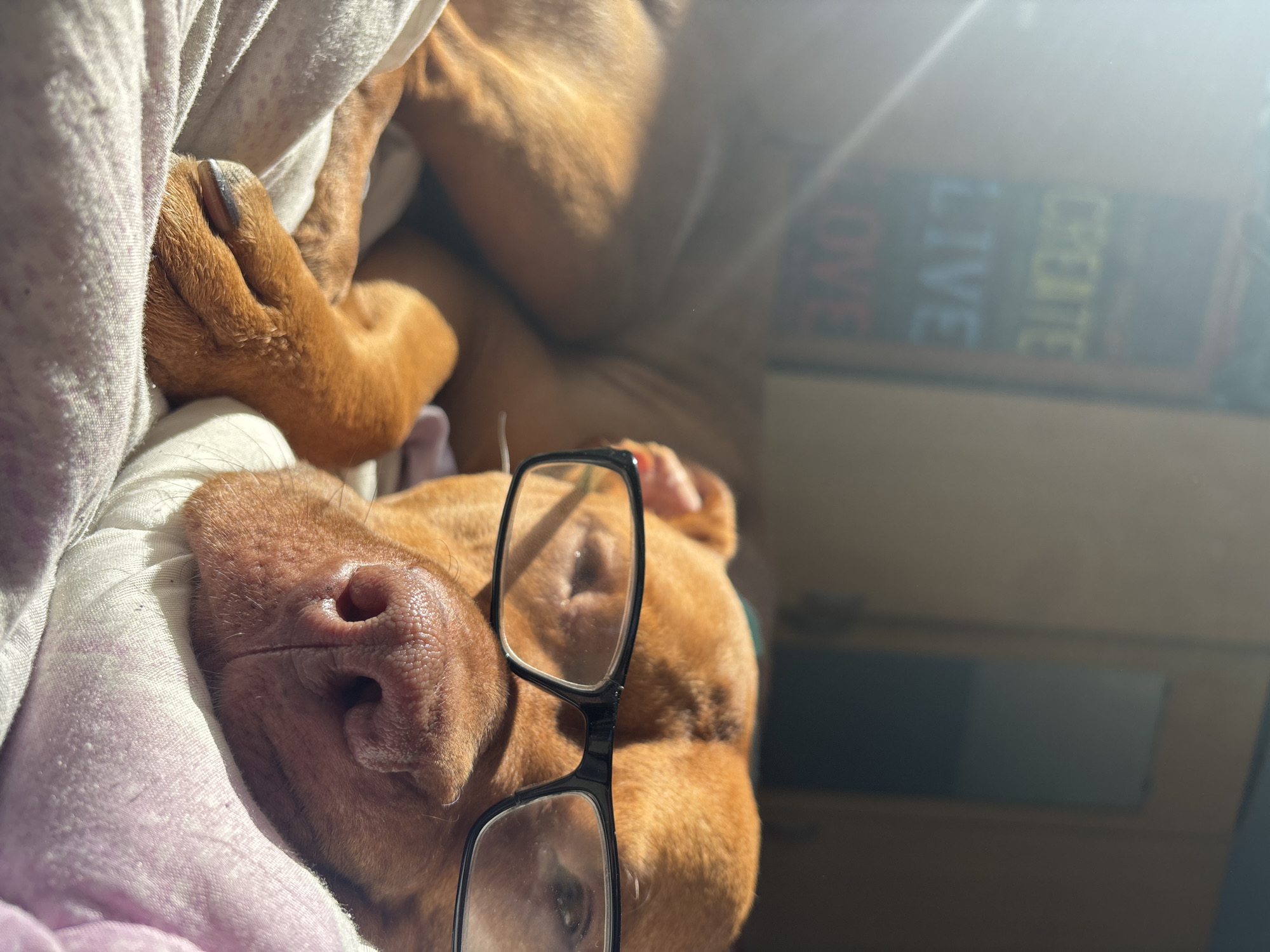 A tan-colored dog is lying on its back in a bed covered in a light-colored blanket, and is sleeping. The dog has a pair of black framed glasses balanced on its head, near its nose. Part of a sign is visible in the upper right corner of the image, with the words "LOVE", "LIVE", and "CREATE" stacked vertically. The location is not specified and cannot be discerned from the provided image.