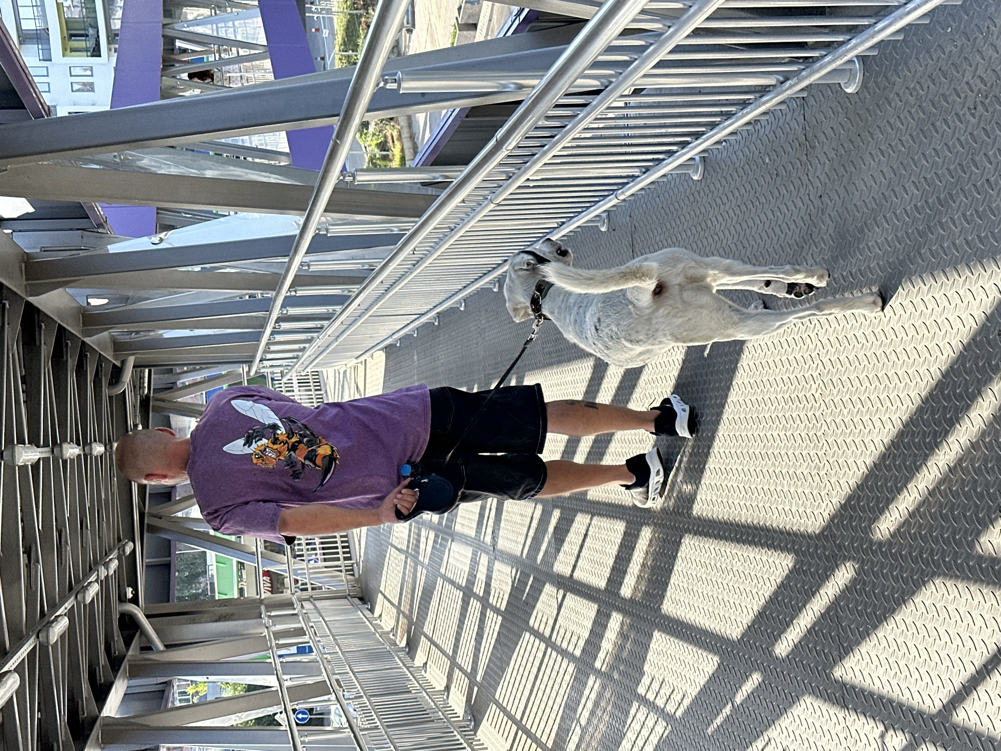 A bald man wearing a purple t-shirt with a bee graphic and black shorts walks on a metal pedestrian overpass in Veliko Tarnovo, Bulgaria, holding a black retractable dog leash. A white dog with a black collar is walking ahead of him on the leash. The overpass has a diamond plate metal surface and is bordered by silver metal railings. The sun casts long shadows from the overpass structure across the walkway. In the background, modern buildings with windows and balconies are visible, along with purple architectural elements of another structure. The scene appears to be during the daytime.
