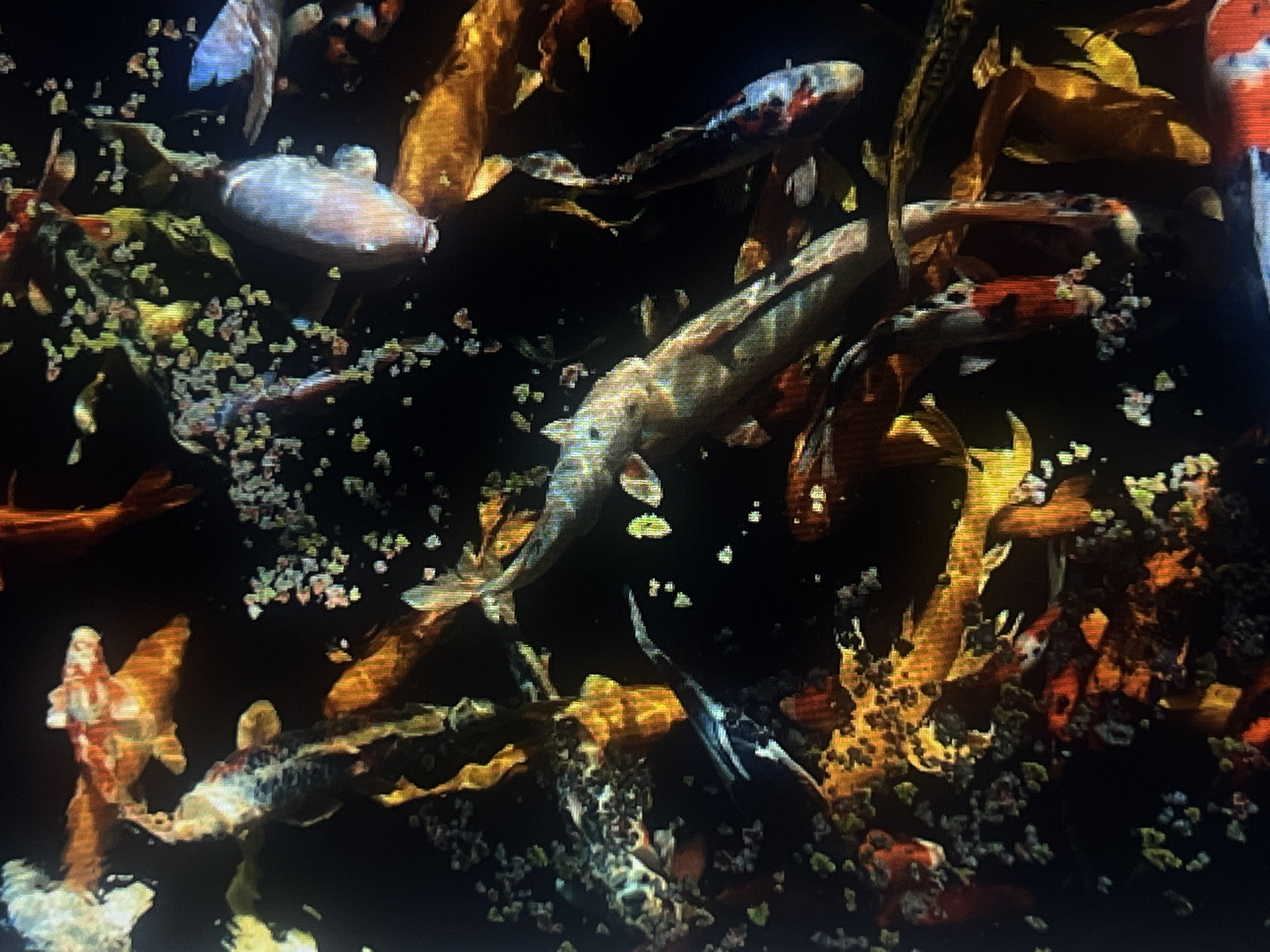 The image displays a close-up view of a group of koi fish swimming in dark water. The fish exhibit a variety of colors, including white, orange, black, and red, with some showing metallic scales. They are scattered throughout the frame, some appearing to be feeding on small, scattered particles in the water. The environment is predominantly dark, with pockets of light illuminating the fish and the surrounding water. There is no indication of the city of Casablanca, Morocco, in the image.