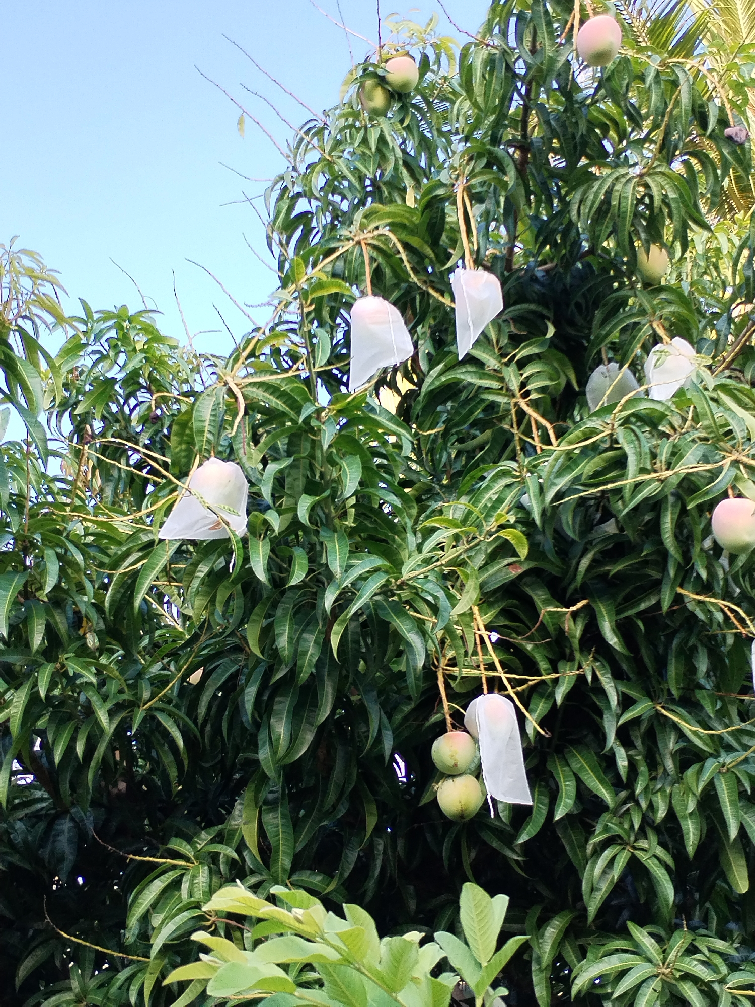The image shows a mango tree with several mangoes hanging from its branches. Some of the mangoes are covered with white bags. The tree has dense, green foliage. The background features a clear, blue sky. The location is likely Bac Nha Trang Ward, Vietnam.