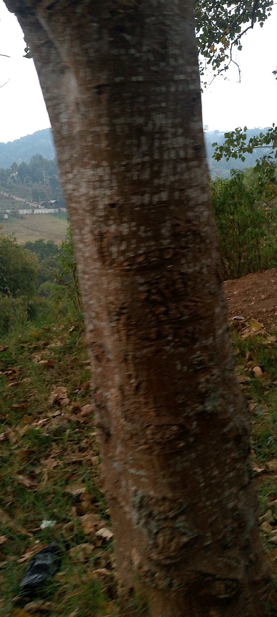 A close-up, vertical, slightly blurred photograph captures the textured bark of a large tree trunk in the foreground. The bark is a mix of brown and gray hues, with rough, uneven surfaces and lighter-colored patches. To the left of the trunk, a patch of green grass is visible, scattered with dry, fallen leaves. A black plastic bag lies on the grass.
Beyond the tree, the background depicts a gently sloping landscape under an overcast sky. A low wall with a fence runs horizontally across the mid-ground, with a few small buildings or structures behind it. Further back, rolling hills covered in vegetation, including trees and shrubs, rise towards the horizon. The overall impression is of a natural or semi-rural setting, possibly on the outskirts of a town or village. The scene appears to be located in Mekarwangi, Indonesia.