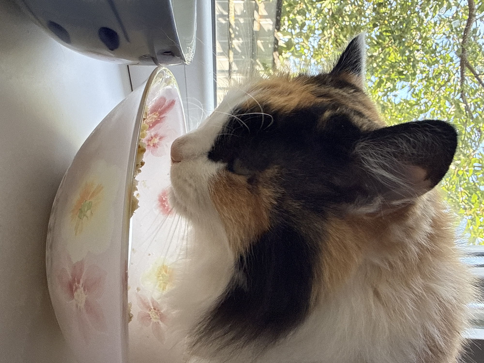 A calico cat is positioned at a windowsill, eating from a decorative bowl. The cat's head is partially lowered into the bowl, with its face close to the food. The bowl is white with a floral pattern in pink and yellow. To the left of the floral bowl is a grey mug with dark blue polka dots. In the background, through a window, foliage from trees is visible against a bright sky, suggesting an outdoor, natural setting. The windowsill appears to be a white surface. The scene suggests a domestic environment where a pet is being fed.