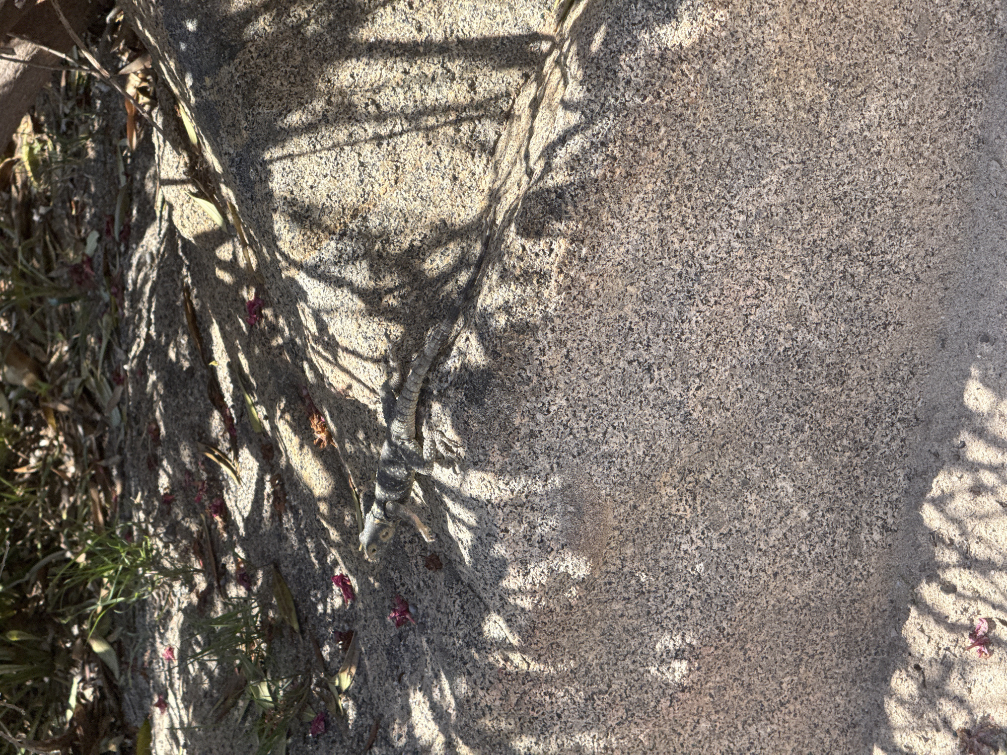 The image depicts a patch of ground with a large, light-gray stone. The stone's surface is speckled with dark gray and black. A lizard with a black and gray striped tail and head is positioned on the left side of the stone. Shadows cast by branches or leaves are visible on the stone's surface. Leaves and small red petals are scattered around the base of the stone, along with green grass and small twigs. The location of the image is not determinable from this image alone.