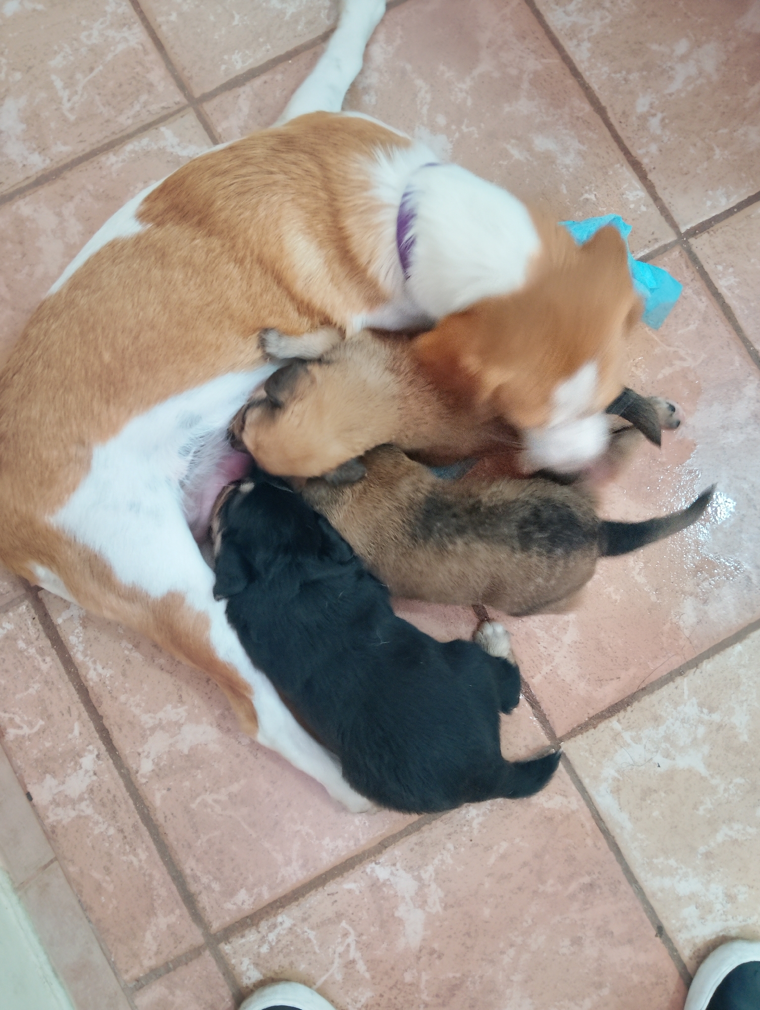 On a tile floor in what appears to be a domestic setting, an adult dog lies on its side, nursing at least three puppies. The adult dog has a white underbelly and legs, with light brown patches on its back and head. It wears a purple collar. The puppies vary in color: one is black, another light brown, and a third appears to be a darker brown with a mottled pattern. A blue plastic bag is visible near the adult dog's head. Part of a white shoe is visible in the lower right corner of the frame. The location is Caracas, Venezuela.