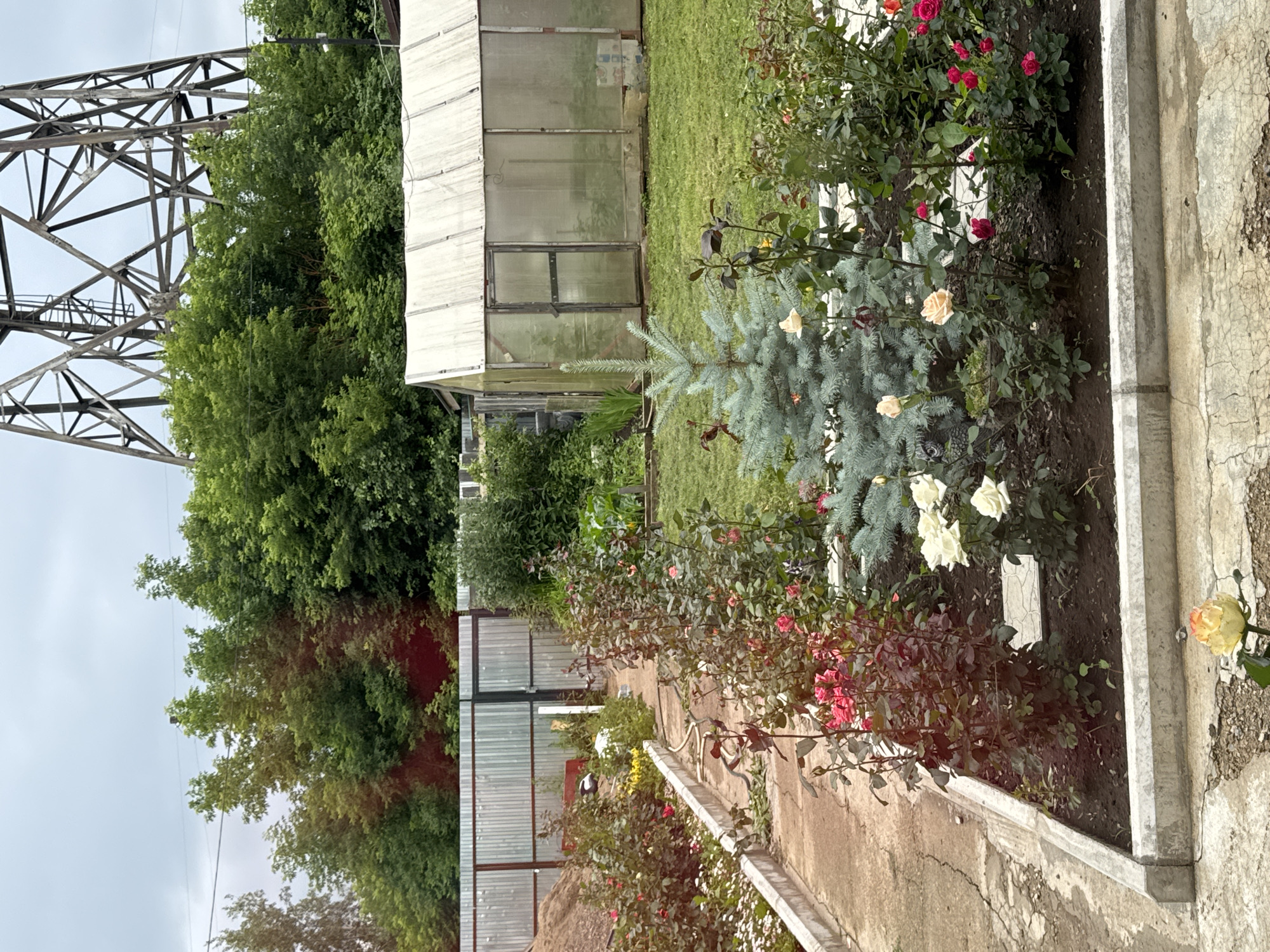 The image depicts a garden scene in Chaikovsky, Russia. In the foreground, a concrete pathway borders a flowerbed filled with rose bushes of various colors, including red, pink, and white, along with a small blue spruce tree. The flowers are in bloom, suggesting it is likely springtime or summer. A weathered concrete planter box runs along the edge of the pathway.
Behind the flowerbed, a corrugated metal fence encloses a grassy area. Beyond the fence, a greenhouse with a translucent roof and glass panels is visible, suggesting the cultivation of plants. To the left of the greenhouse, a tall, dark metal electricity pylon stands prominently against a cloudy sky. Lush green trees surround the pylon and extend towards the back of the garden.
The lighting suggests it is daytime, with overcast or cloudy weather. The scene appears to be a private garden or yard, possibly attached to a residential property. There is no visible text in the image. The overall impression is one of a well-tended, functional garden space.