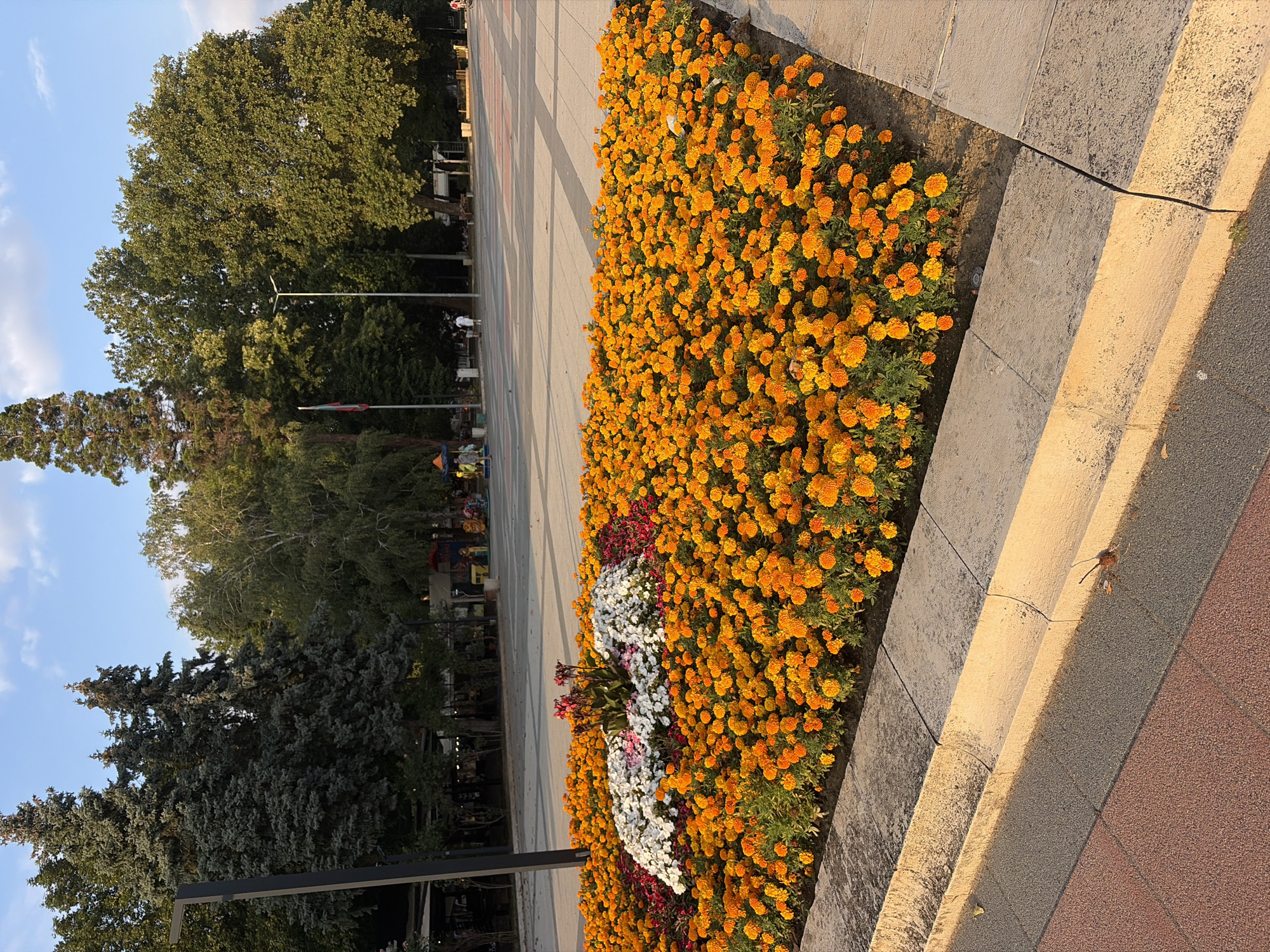 The image depicts a large flowerbed filled with abundant orange marigolds in the foreground. In the center of the marigolds, there is a smaller arrangement of white and pink flowers, along with some darker foliage. The flowerbed is bordered by a light-colored stone curb. Behind the flowerbed, a paved area is visible, with patterned squares in shades of grey and red. Further back, in the middle ground, are several large trees with dense green foliage. In the background, there are more trees, a flagpole with a tricolor flag, and playground equipment with children present. A few individuals are walking in the distance. The scene is illuminated by the warm light of what appears to be either sunrise or sunset, casting long shadows. The location is identified as Montana, Bulgaria, suggesting this is a public park or square.