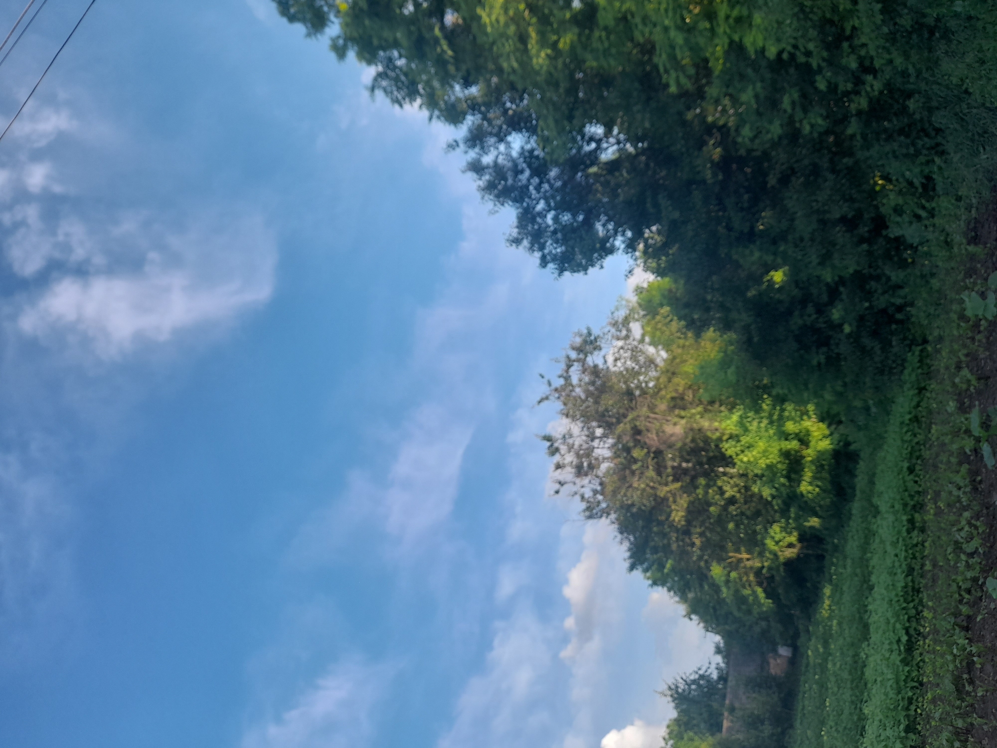 The image depicts a natural scene, likely in a rural or semi-rural setting, given the presence of trees, vegetation, and what appears to be a field. The sky is a prominent feature, displaying a clear blue with scattered white clouds, suggesting fair weather during the daytime. The orientation of the image is such that the sky occupies the left portion and extends upwards, while the right side is dominated by dense foliage from trees and low-lying green plants.
The trees are lush and green, with their branches and leaves creating a textured canopy. Some sunlight seems to be filtering through, illuminating parts of the greenery. The lower right section shows a cultivated area, possibly a field of crops or a garden, with dark soil visible in some patches. There are no people or animals visible in the frame, and no specific objects that stand out, other than the natural elements.
A thin, dark line runs diagonally across the upper left of the image, which could be a power line or a thin branch against the sky. The overall impression is one of a peaceful, natural landscape. The image does not contain any visible text. The time of day appears to be late morning or early afternoon, judging by the quality of light and the cloud formations. The location cues are limited to the natural environment, which is common in Ukraine's countryside. There are no specific activities or events evident.