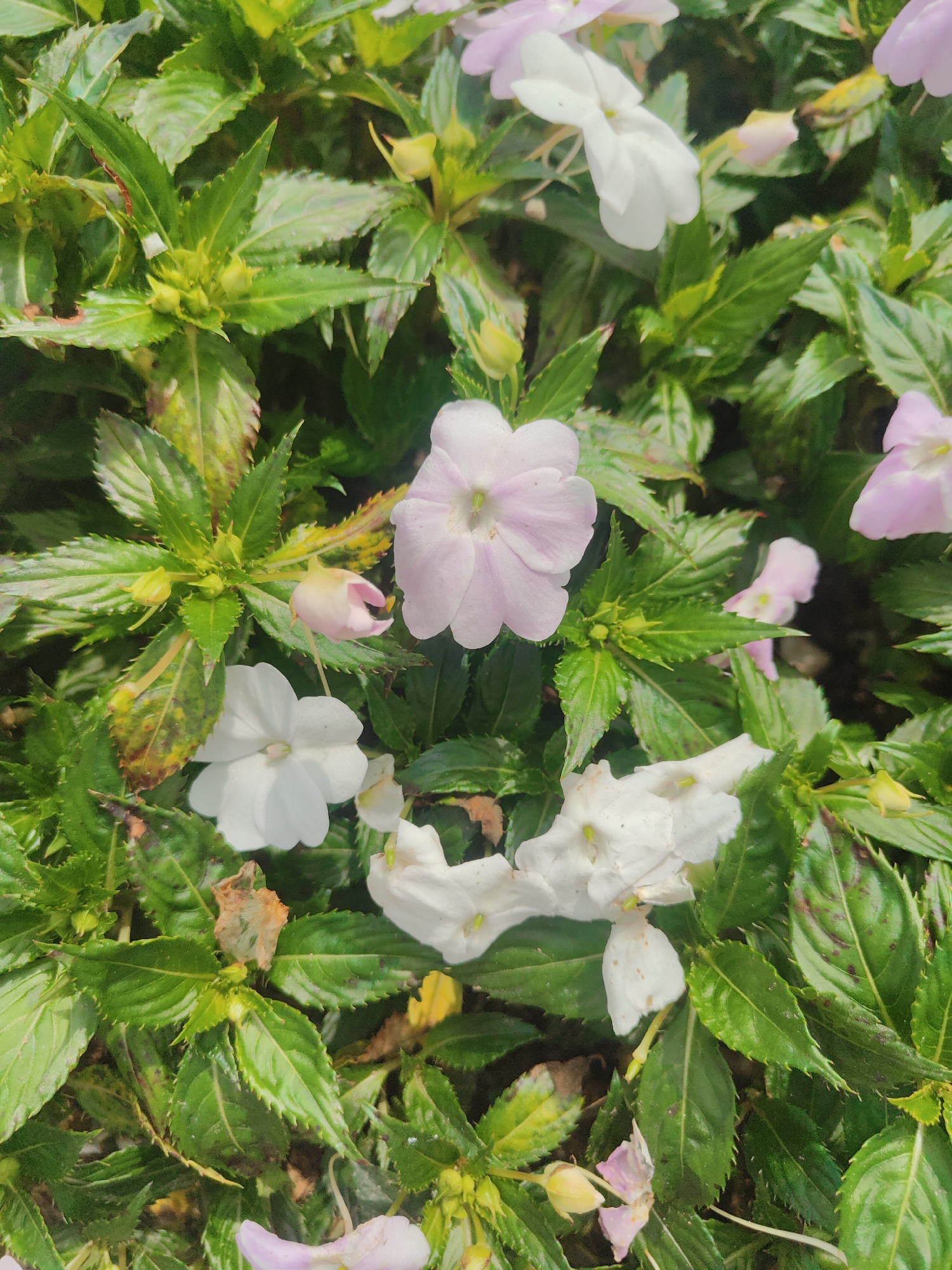 The image displays a close-up view of impatiens flowers and foliage, likely taken in Da Lat, Vietnam. The flowers are predominantly white and light pink, with some buds visible. The leaves are lush green, with some exhibiting signs of browning or discoloration. The scene appears to be a garden or planter, possibly in a public space or private residence, given the dense arrangement of the plants. The lighting suggests an outdoor setting, possibly under natural daylight. No people are visible in the image.