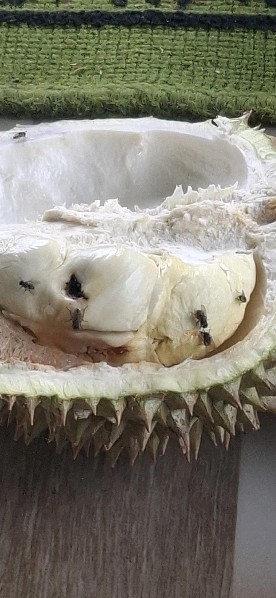 The image shows a close-up of a cut durian fruit, with its creamy white flesh exposed. The durian is placed on a textured green surface, possibly a mat, with a wooden surface visible below. Several small black flies are present on the durian flesh, attracted to its sweetness. The durian has a spiky green rind. The scene is likely from a household or market setting in Cilaku, Indonesia, where durian is a popular fruit. The image is a still photograph, capturing a moment in time.