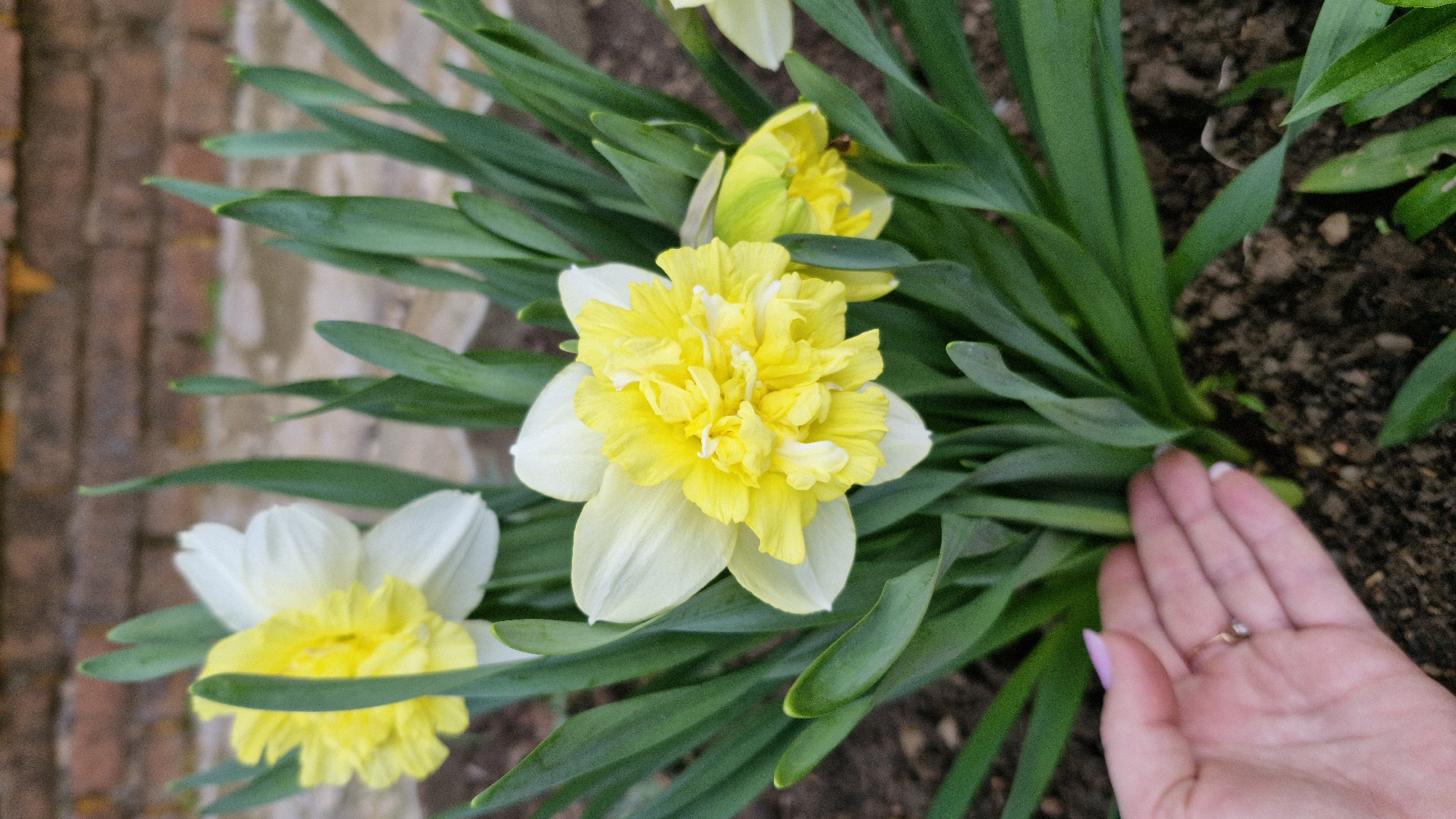 A close-up, medium-angle shot shows a cluster of yellow and white daffodils. A woman's hand with manicured fingernails is partially visible in the lower right corner of the image. The ground is dark brown and appears to be freshly turned soil. A weathered brick wall is visible in the background, to the left of the daffodils. The scene is likely outdoors in a garden or landscaped area. The location in the city of Otchor, Russia is not discernible in the image.