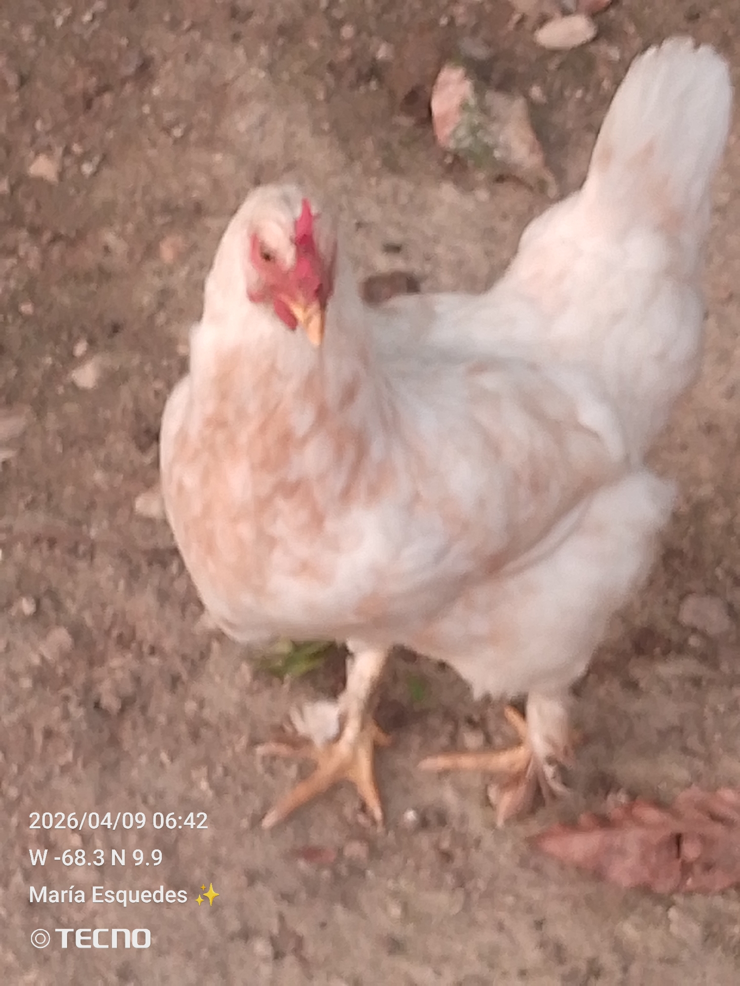 A hen with white and light brown plumage stands on a dirt ground. The hen has a red comb. The image's timestamp indicates it was taken on 2026/04/09 at 06:42. The location metadata suggests the photograph was taken at -68.3 longitude, 9.9 latitude, which places the location within Tinaquillo, Venezuela. The image is credited to María Esquedas. The camera brand is TECNO.