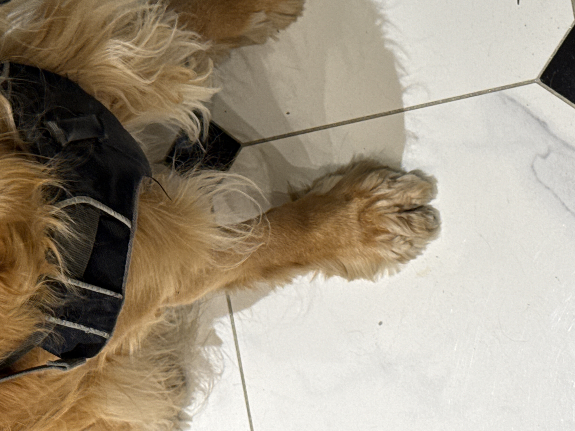 A close-up, overhead shot shows a golden retriever's hind leg and paw resting on a white tiled floor. The dog wears a dark-colored harness with gray straps. The floor has a subtle marble-like pattern and visible grout lines between the tiles. The lighting casts faint shadows from the dog's fur and the harness.