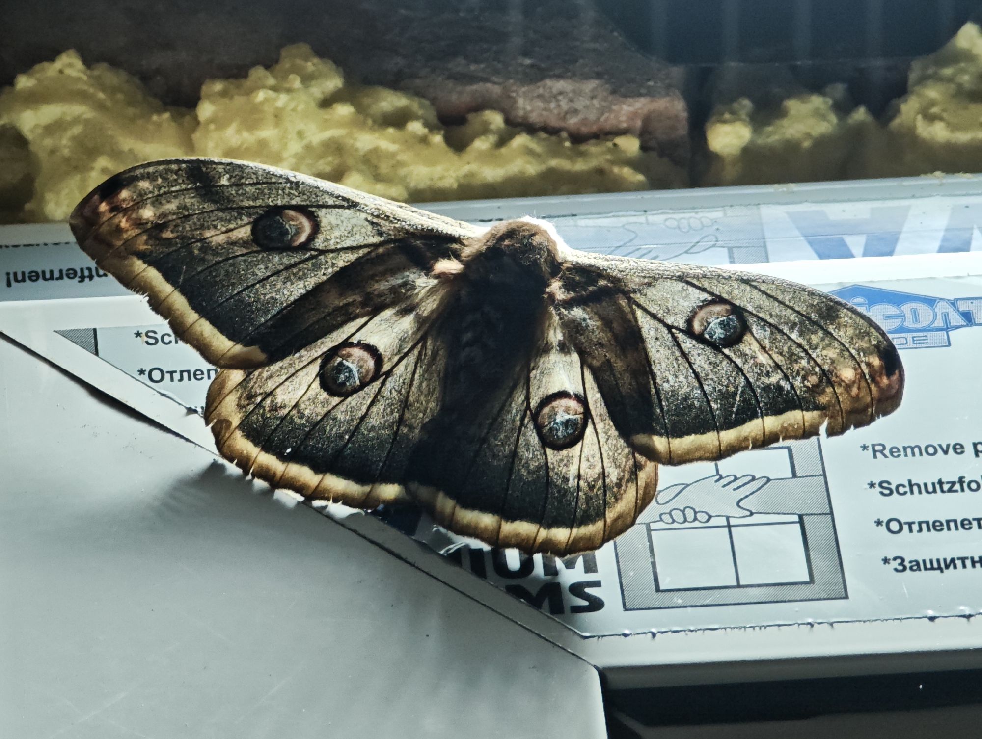A large moth, possibly a giant peacock moth (Saturnia pyri), rests on a surface with text and an illustration of a hand opening a window. The text includes the words "Schutzfolie" and "*Отлепет*," suggesting it may be instructions for removing a protective film. The moth is brown and beige with prominent eye-like markings on its wings. The location of the image is difficult to determine without more context but there is a cyrillic text "*Отлепет*", which is the bulgarian translation of "remove", and it refers to the city of Vratsa, Bulgaria.