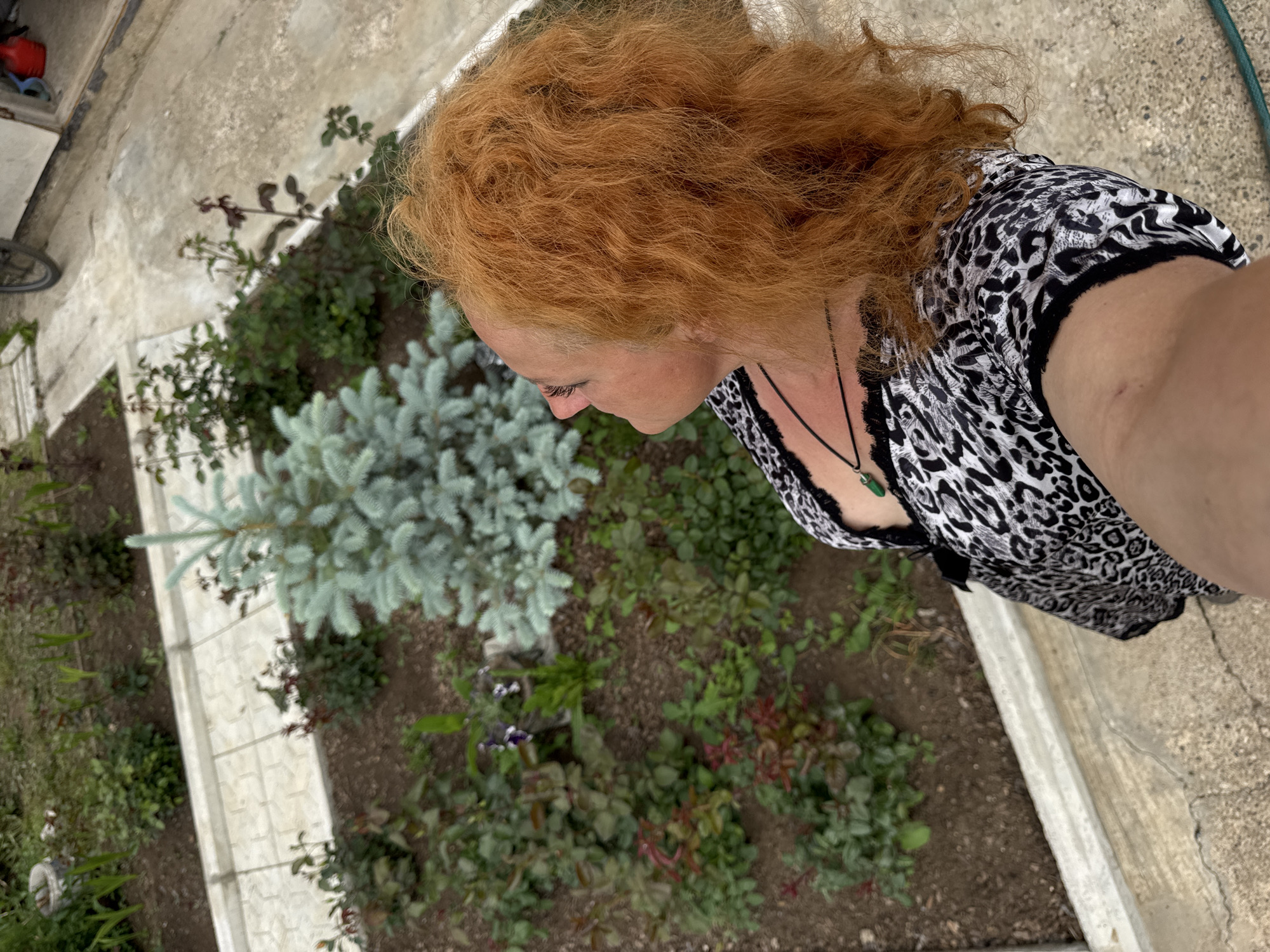A woman with vibrant, curly red hair is captured in a high-angle shot, looking upwards and to her left. She is wearing a black and white leopard-print top with a black lace trim and a dark necklace with a green pendant. The woman is standing outdoors, in what appears to be a garden or yard. In the background, there is a raised garden bed with various plants, including small rose bushes with reddish-green foliage, and a small, light blue conifer tree. A light-colored paved pathway runs along the edge of the garden bed. Beyond the garden, a concrete surface is visible, along with a section of a building and a bicycle wheel. The overall environment suggests an outdoor domestic setting in a city like Chaikovsky, Russia, given the architecture and vegetation. The lighting is natural, indicating an overcast or diffused daylight condition.