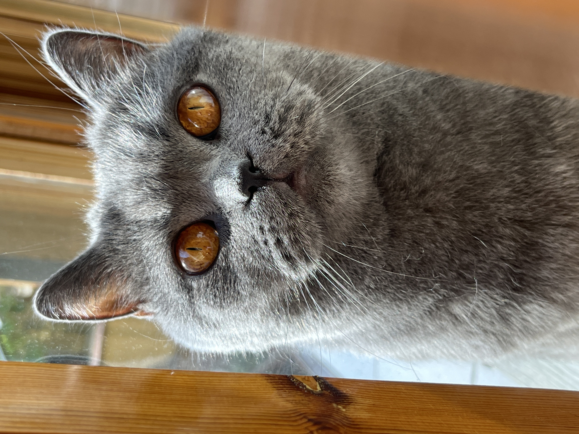 A close-up shot focuses on the face of a British Shorthair cat with grey fur and striking orange eyes. The cat is positioned in front of a wooden frame and a window, with sunlight illuminating its face. The cat's eyes are wide open, and it appears to be looking directly at the camera. The background is slightly blurred, showing a hint of greenery outside the window and a warm-toned, possibly wooden, wall behind the cat. The overall impression is one of gentle curiosity and a peaceful indoor environment.