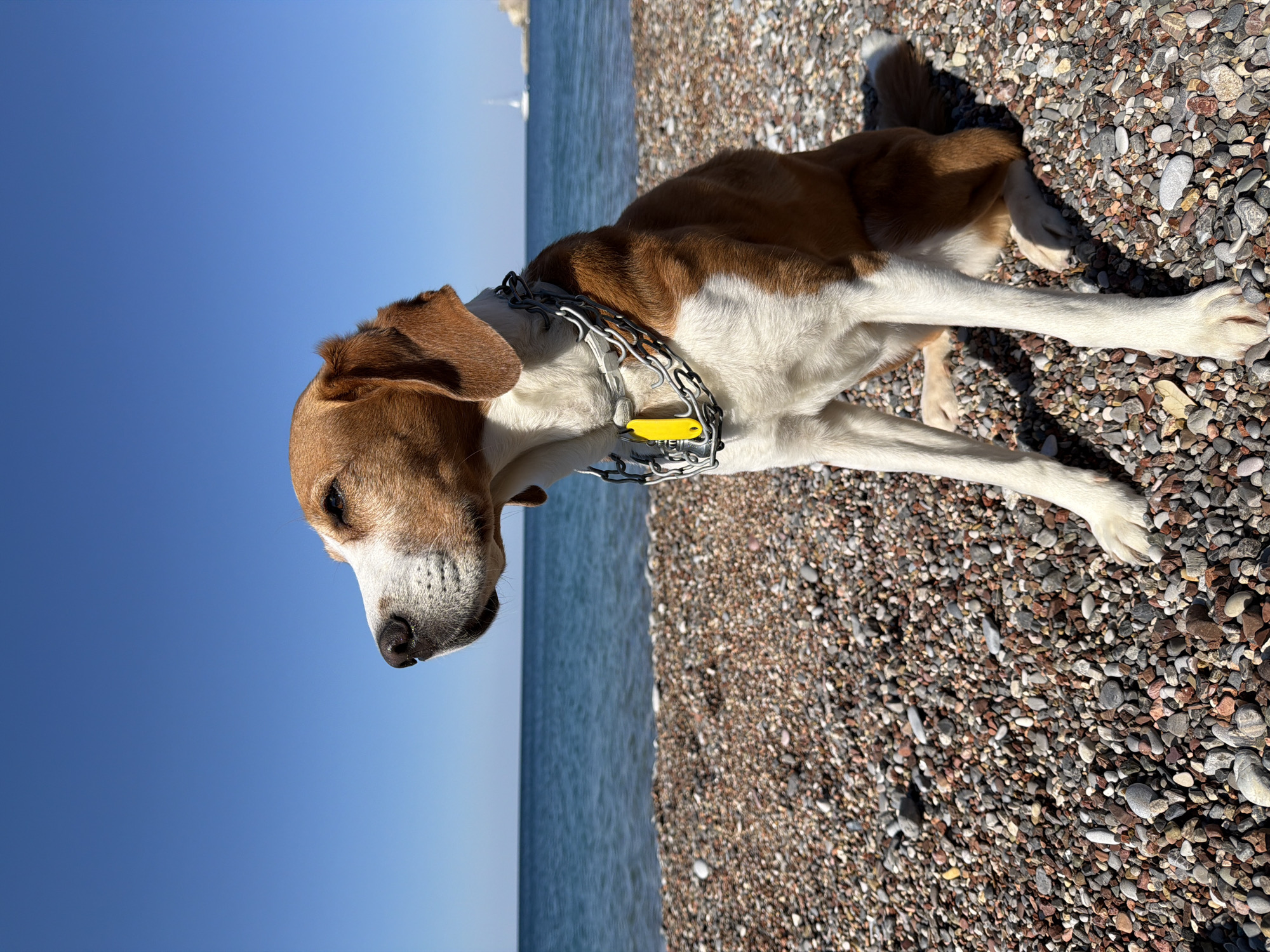 The image shows a brown and white dog standing on a pebble beach. The dog is wearing a silver chain collar with a yellow tag. The beach is composed of small, smooth, multi-colored pebbles. In the background is the sea, with a bright blue sky above. The location is identified as Petrovac centar, Montenegro.