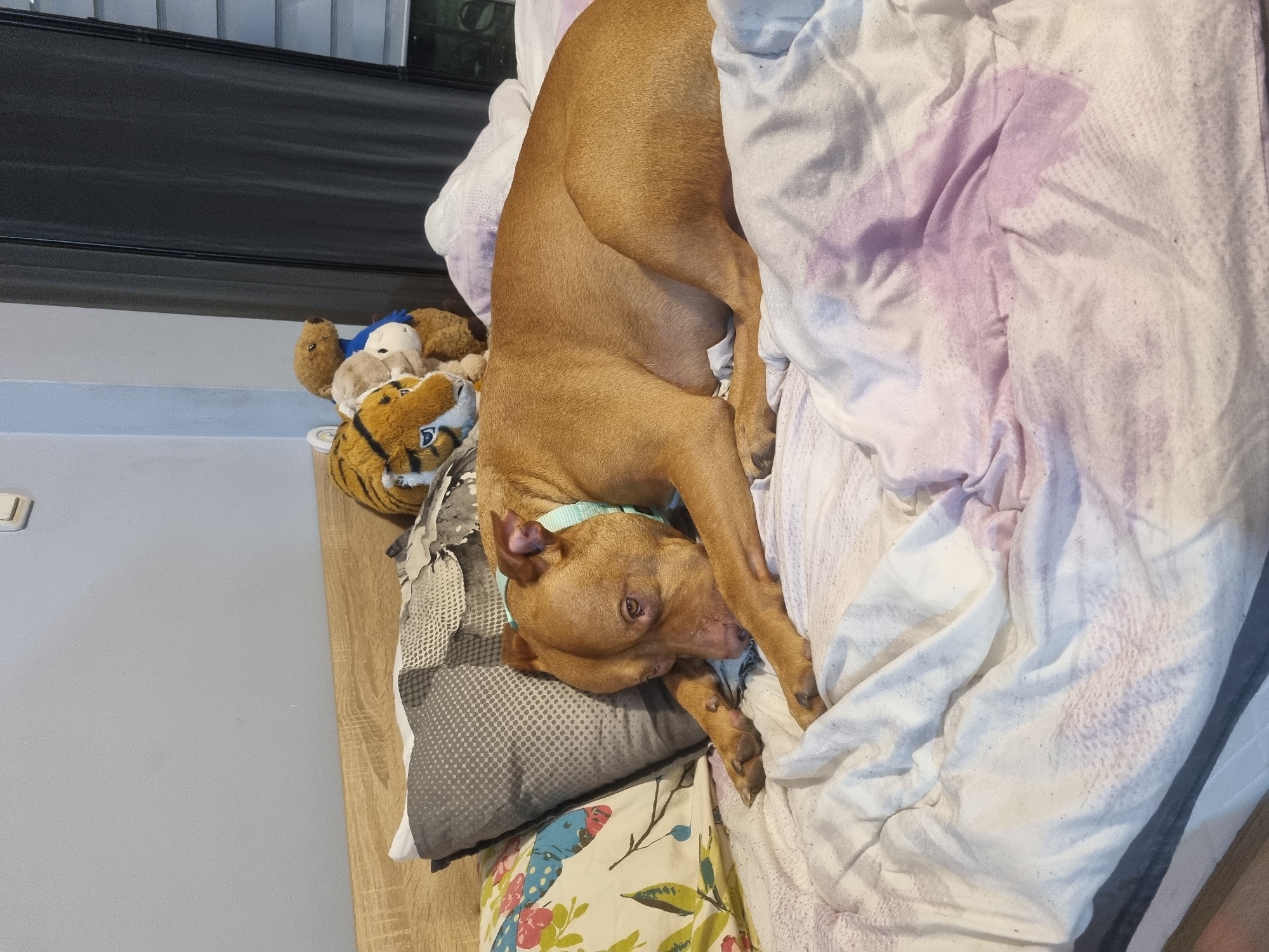 A tan-colored dog with a light blue collar is lying on a bed with white sheets that have a lavender pattern. The dog is lying on a pillow with a gray polka dot pattern over a colorful floral pattern. To the left of the pillow is a small collection of stuffed animals. A gray wall is visible behind the bed and a black shelf or headboard is above the stuffed animals. The location is unknown.
