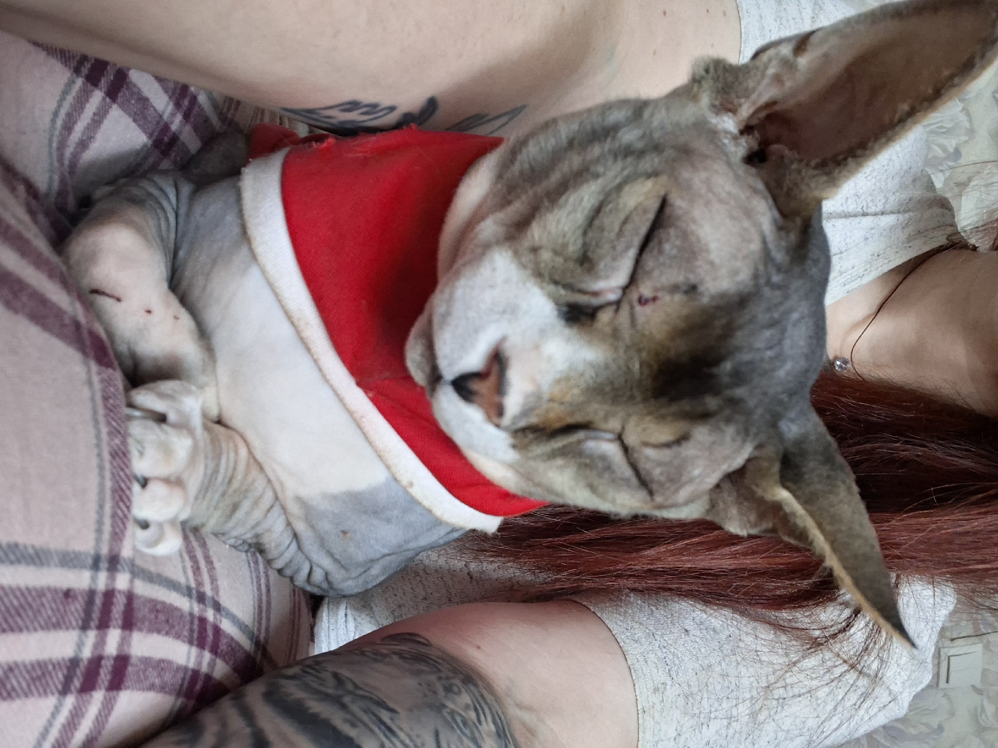 A Sphynx cat wearing a red and white bandana is held by a person with red hair and tattoos on their arm. The cat has its eyes closed, and appears to be resting. The person is wearing a light gray textured shirt. The scene is indoors, with a checkered blanket visible in the foreground. The location is identified as Забалоцкі сельскі Савет, Belarus.