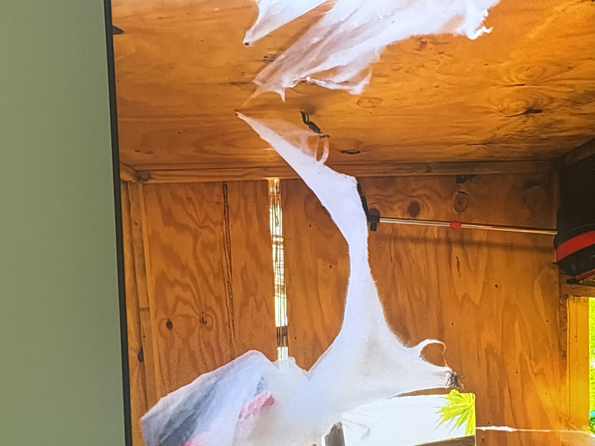 The image displays a close-up view of what appears to be a wooden structure, possibly an unfinished shed or room, with plywood walls. A large amount of tattered white material, resembling shredded fabric or plastic sheeting, is draped across the interior. This material is hanging from the ceiling and walls, obscuring parts of the wooden surfaces. There are some thin horizontal lines visible across the structure, possibly indicating gaps or structural elements. A portion of a red and black object, possibly a tool or piece of equipment, is visible at the bottom right. A thin, metallic pole with a red tip extends vertically from the bottom center of the frame. The lighting suggests an indoor setting, with the wood grain illuminated by an unseen light source. No specific location in Dubai, United Arab Emirates can be identified from the image.