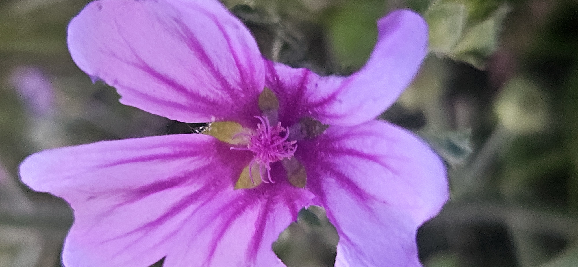 A close-up, vertical shot focuses on a vibrant purple flower with five distinct petals, each exhibiting darker purple veins radiating from the center. The flower's center is a delicate arrangement of thin, purplish-pink filaments. The background is a soft blur of green and dark foliage, suggesting an outdoor, natural setting. There is no discernible indication of a specific city or location within the image.