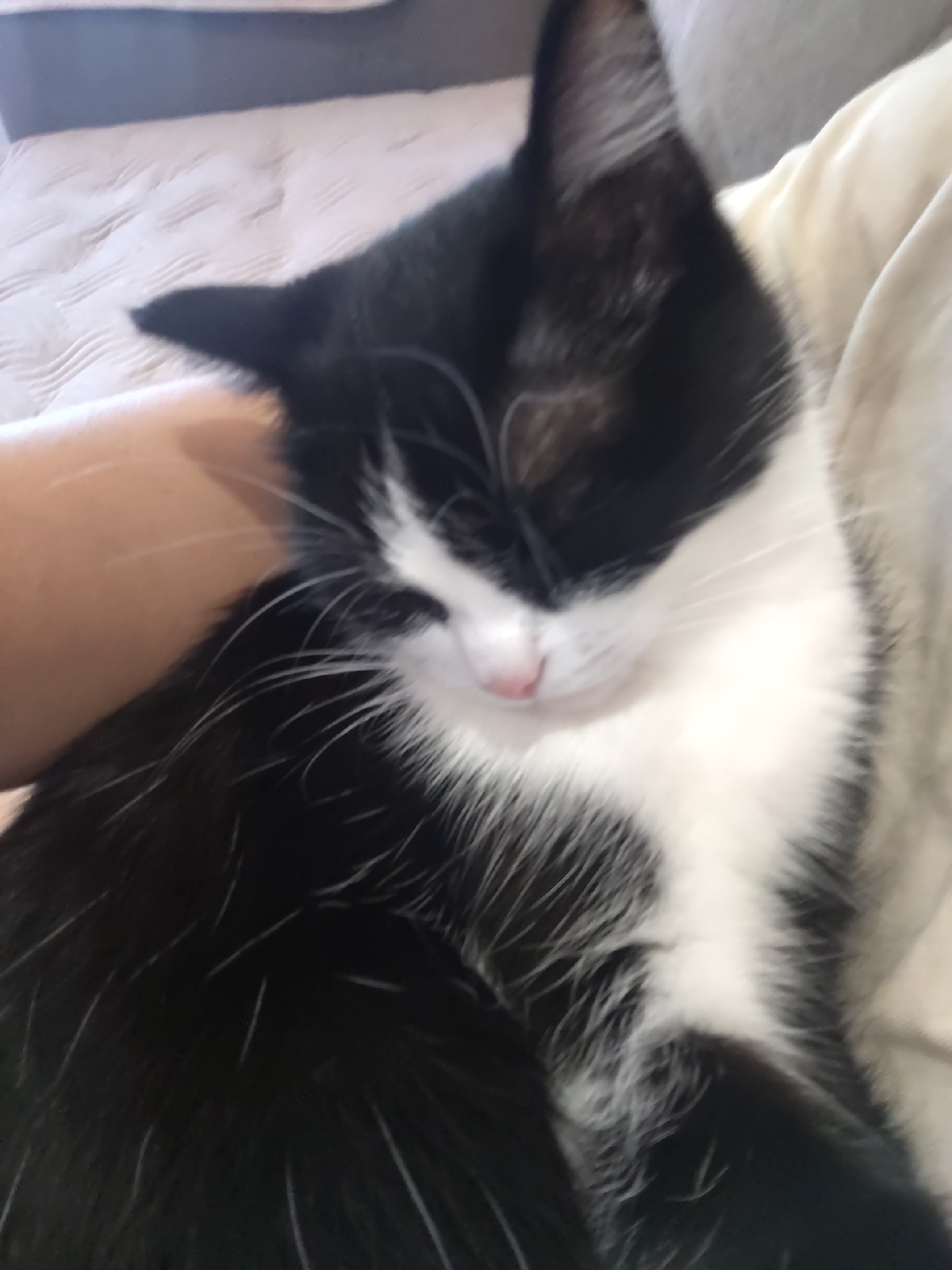 A black and white cat is resting comfortably, nestled against a person's arm and a light-colored blanket or pillow. The cat's eyes are closed, and its pink nose is visible. The background is softly blurred, suggesting an indoor setting, possibly a living room or bedroom. The lighting is dim and warm, contributing to the cozy atmosphere of the scene.