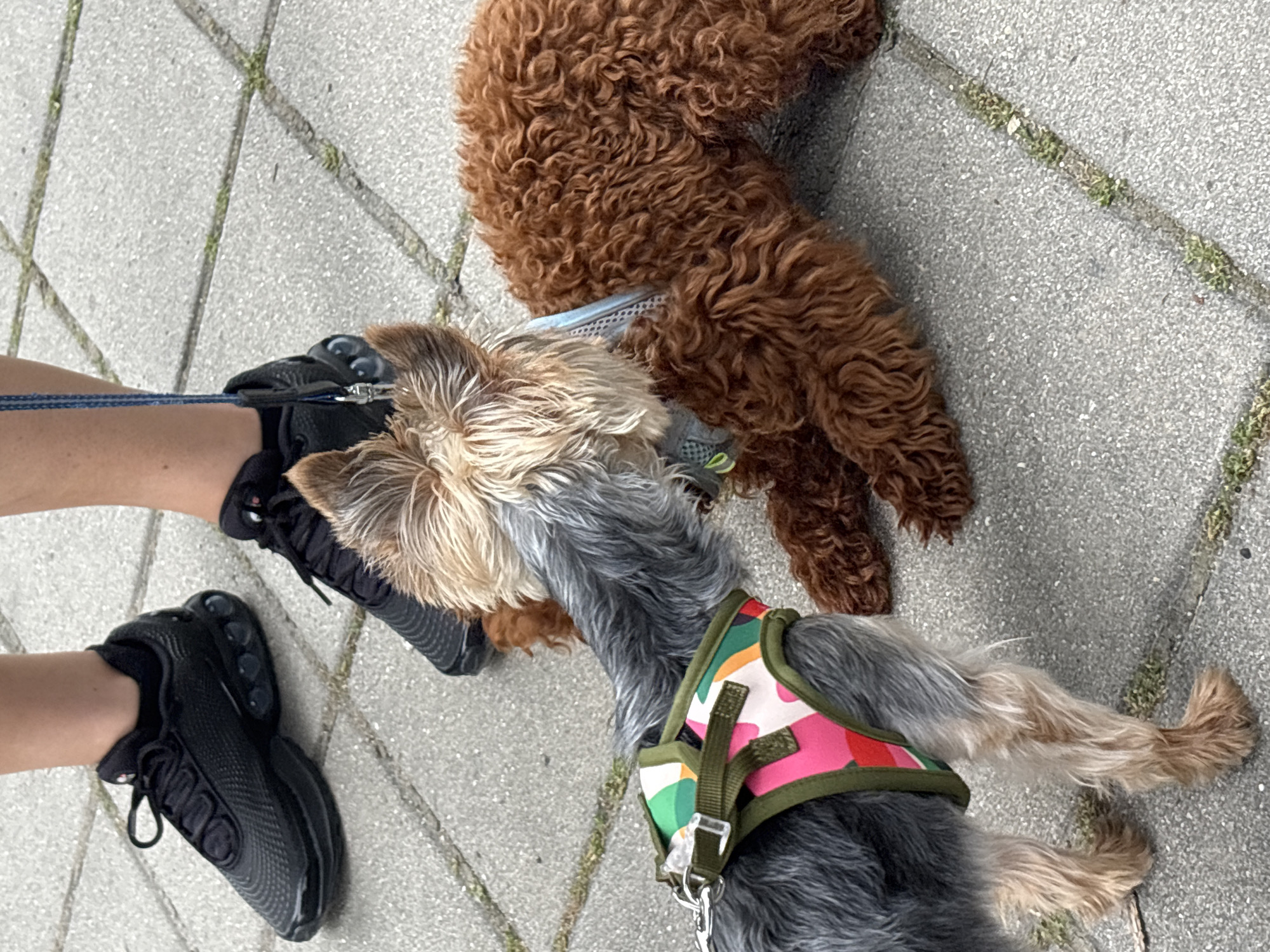 Two dogs, one a Yorkshire Terrier and the other a Poodle mix, are interacting on a paved outdoor area, likely a sidewalk or plaza, in Plovdiv, Bulgaria. The Yorkshire Terrier, wearing a colorful harness, is positioned on the left and appears to be sniffing the Poodle mix. The Poodle mix, on the right, is in a play bow position, with its rear end raised and front legs extended, indicating playful intent. Both dogs have their heads down, focused on each other. A person's legs, clad in black athletic shoes with distinctive bubble-like soles and black socks, are visible in the background, suggesting the dogs are on a leash. The ground is made of grey paving stones with some visible vegetation growing in the cracks between them. The lighting suggests it is daytime, possibly overcast.
