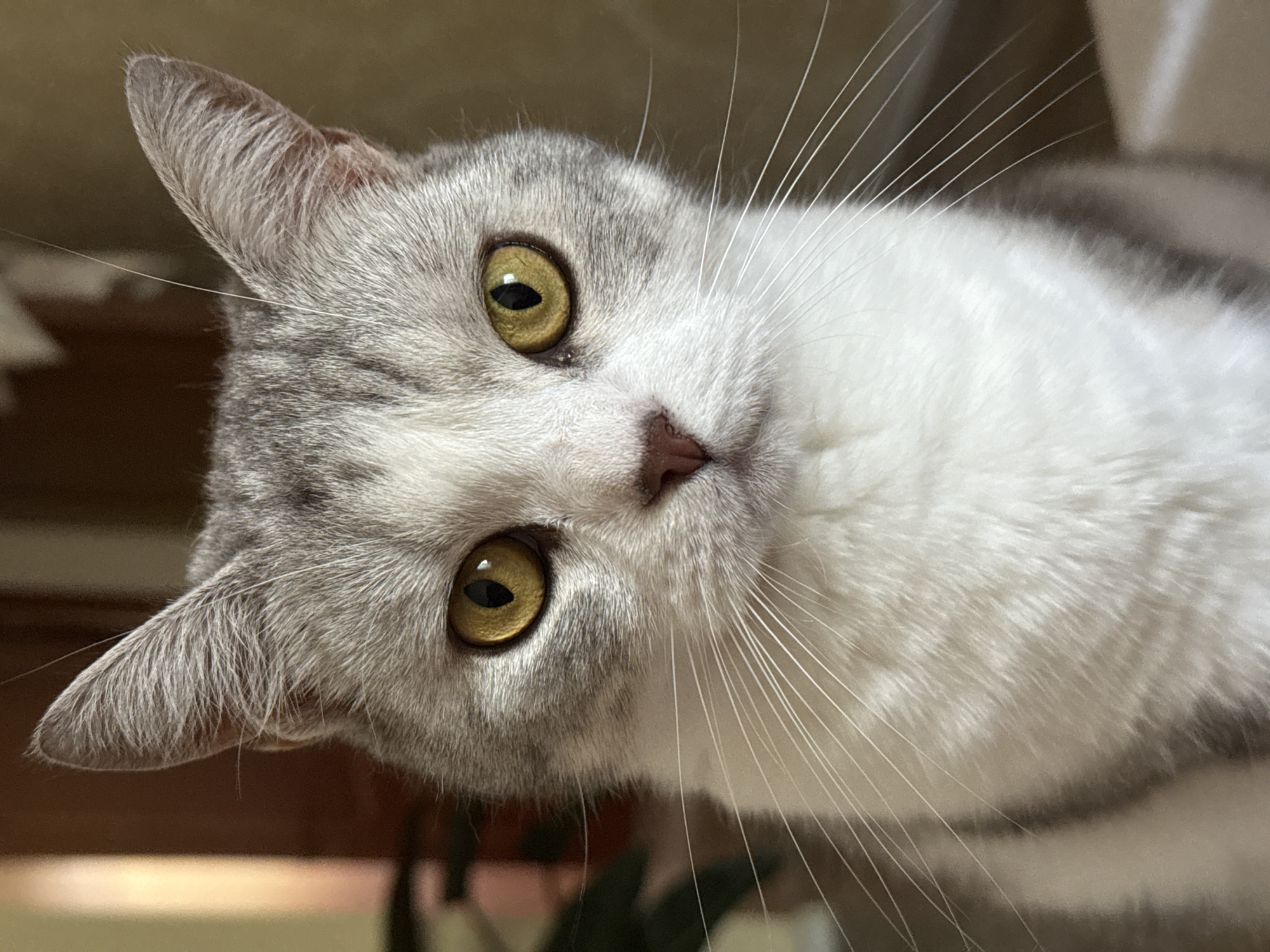 A close-up, head-on shot features a domestic cat with striking yellow eyes and grey and white fur. The cat's fur is short and appears soft. Its ears are pointed and stand upright, with grey markings visible on the outer edges. The cat's nose is a light pink color. The background is blurred, showing muted brown and yellow tones, suggesting an indoor environment. There are no other visible subjects or objects in the frame.