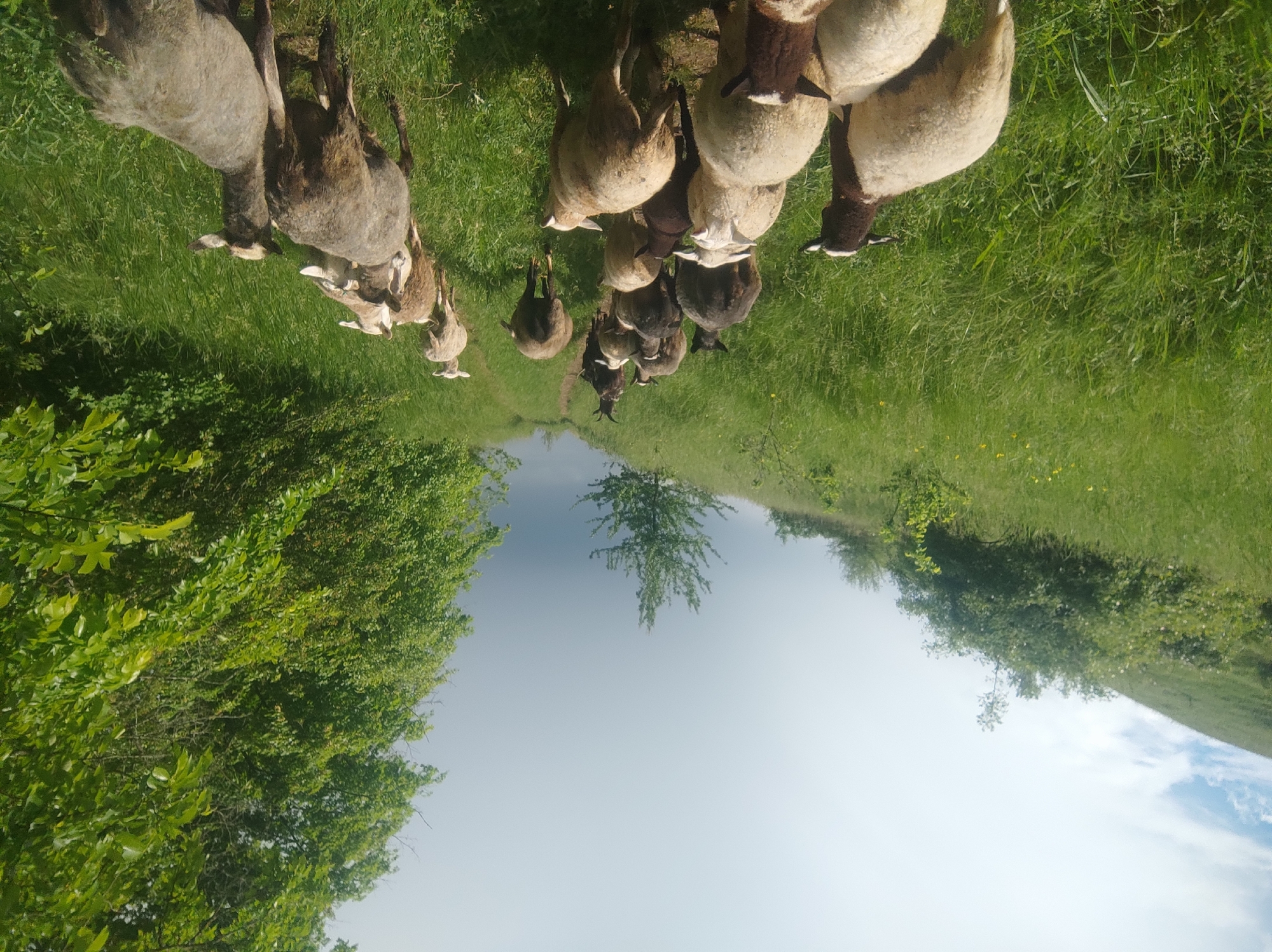 The image shows a flock of sheep grazing on a grassy path. The path is flanked by green vegetation on both sides, and a tree stands in the distance. The sky is visible above the trees and is a light blue color. The location appears to be rural, possibly farmland. There are no people visible in the image. The sheep are the primary subjects and are actively grazing.