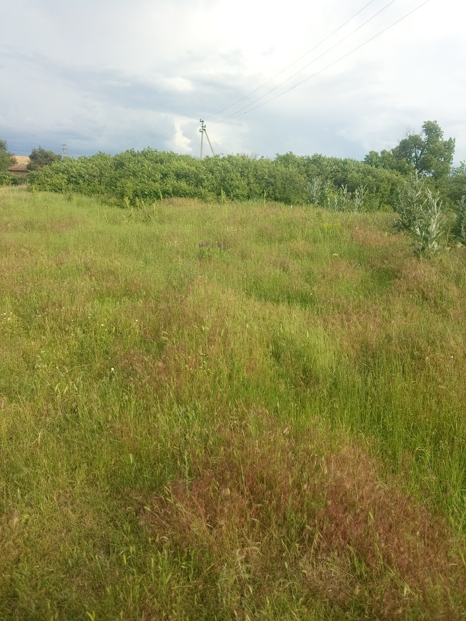 An outdoor, full shot captures a rural scene in Zelenyi Hai, Ukraine, under a cloudy sky. In the foreground, a field of tall, green grass, interspersed with patches of dry, reddish-brown grass and small white wildflowers, stretches across the frame. A line of dense green trees forms a natural border in the middle ground. Beyond the trees, a utility pole with wires is visible against the overcast sky. The overall impression is one of untamed nature and a quiet, rural landscape.