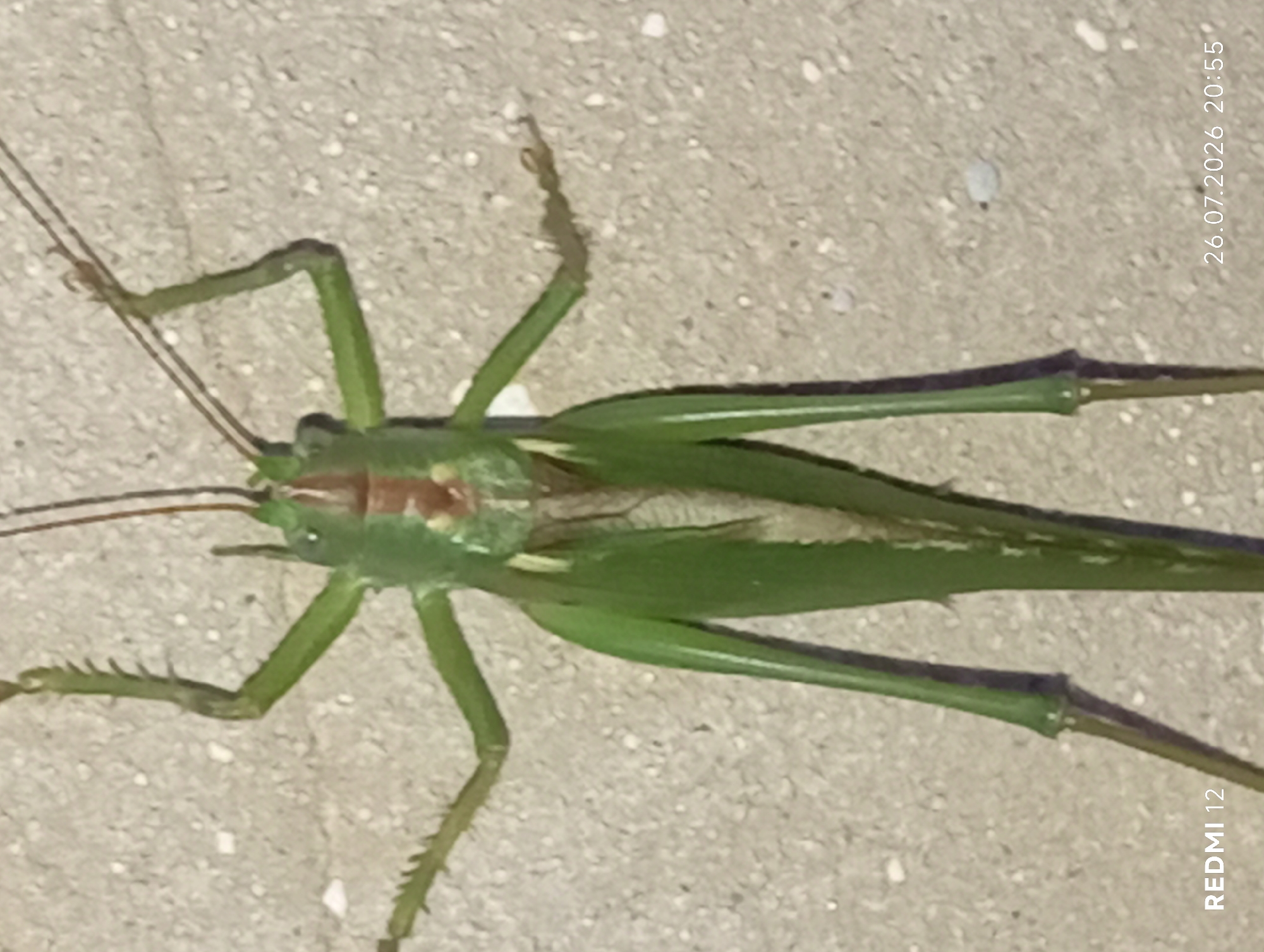 An overhead, close-up shot depicts a green katydid resting on a textured, light-colored surface, possibly concrete or a similar material. The insect is predominantly green, with visible segments and spines on its legs. Its body appears elongated, and it has long antennae extending upwards. A reddish-brown stripe is present on its thorax. The background is a uniform, grainy texture with some small white specks. The image also contains text overlays indicating "REDMI 12" in the bottom left corner and "26.07.2026 20:55" in the bottom right corner. The location is provided as Smila, Ukraine.