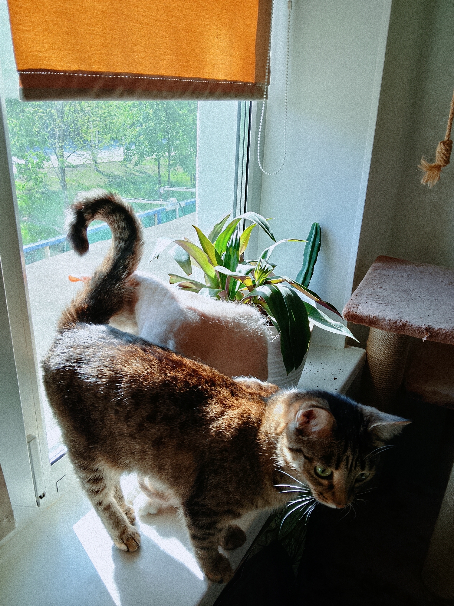 A cat with a tabby coat and green eyes stands on a white windowsill. Its tail is curled upwards. Behind it is a cat that is shaved or has short white fur. A potted plant sits on the windowsill between the cats. An orange window shade is visible at the top of the window, which looks out onto a green cityscape. A cat tree is visible to the right. The scene appears to be inside a home in the city of Chaikovsky, Russia.