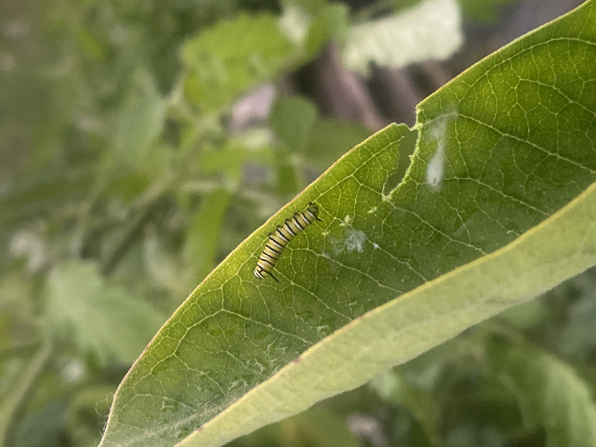 A monarch caterpillar is visible on a green leaf, with its body showing distinct yellow and black stripes. The caterpillar is positioned on the right side of the leaf, facing towards the right. The leaf itself has a jagged edge on its right side, indicating it has been partially eaten. There are small white remnants, possibly frass (caterpillar droppings) or silk, near the caterpillar. The background is a blur of green foliage, suggesting an outdoor environment. The image appears to be taken in Pattersonville, United States.