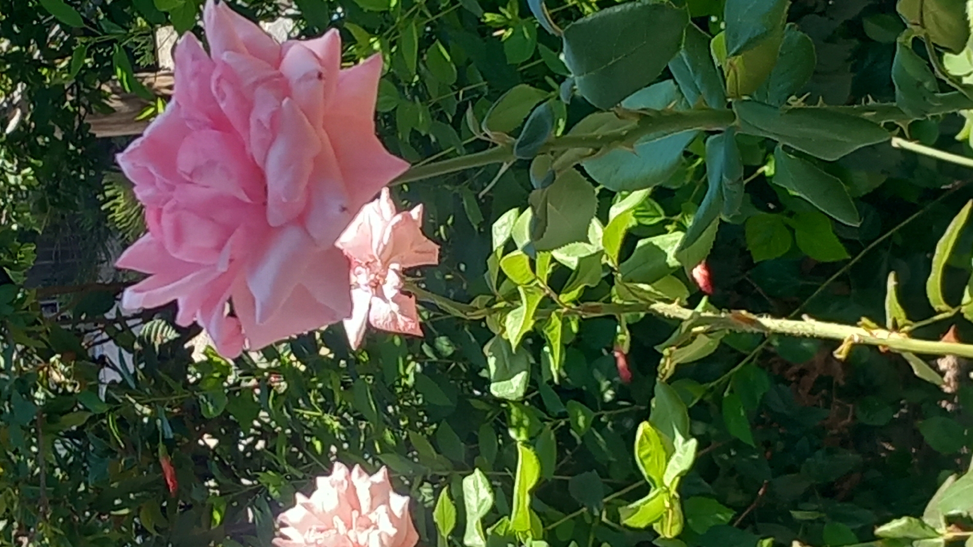A close-up, vertical, outdoor shot captures a vibrant pink rose in full bloom, dominating the foreground. The rose's petals are soft and layered, with a gradient of color from a deeper pink at the center to a lighter hue at the edges. The rose is positioned slightly off-center to the right. Behind it, a second, smaller pink rose is visible, appearing less developed.
The backdrop is a lush, green environment, suggestive of a garden. Dark green leaves form a dense, slightly blurred curtain behind the roses, with shafts of sunlight filtering through, creating dappled light patterns. Some of the leaves exhibit a lighter green hue due to the sunlight. The stems of the roses are visible, appearing green and somewhat textured, with thorns present on the main stem in the foreground.
In the background, a hint of a wooden structure or fence can be observed through the foliage, suggesting a man-made element within the natural setting. The overall impression is one of natural beauty and tranquility. The scene is located in the city of Kos, Greece.