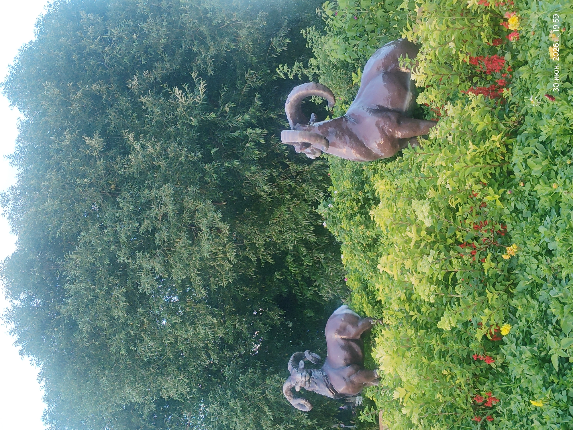 Two ram sculptures are positioned in a lush green garden in front of a large tree. The sculpture on the left is facing left, with its head turned towards the viewer, showcasing its curled horns. The sculpture on the right is facing right, with its head slightly lowered. Both sculptures are dark brown in color and appear to be made of metal. The garden is filled with dense foliage, including light green and yellow leaves, as well as scattered red and yellow flowers. The background is dominated by the leaves of a large tree with a light sky visible through its branches. A timestamp in Russian, "30 июн. 2026 г., 19:59", is visible in the bottom right corner. This scene is located in Astana, Kazakhstan, likely within a park or public garden area.