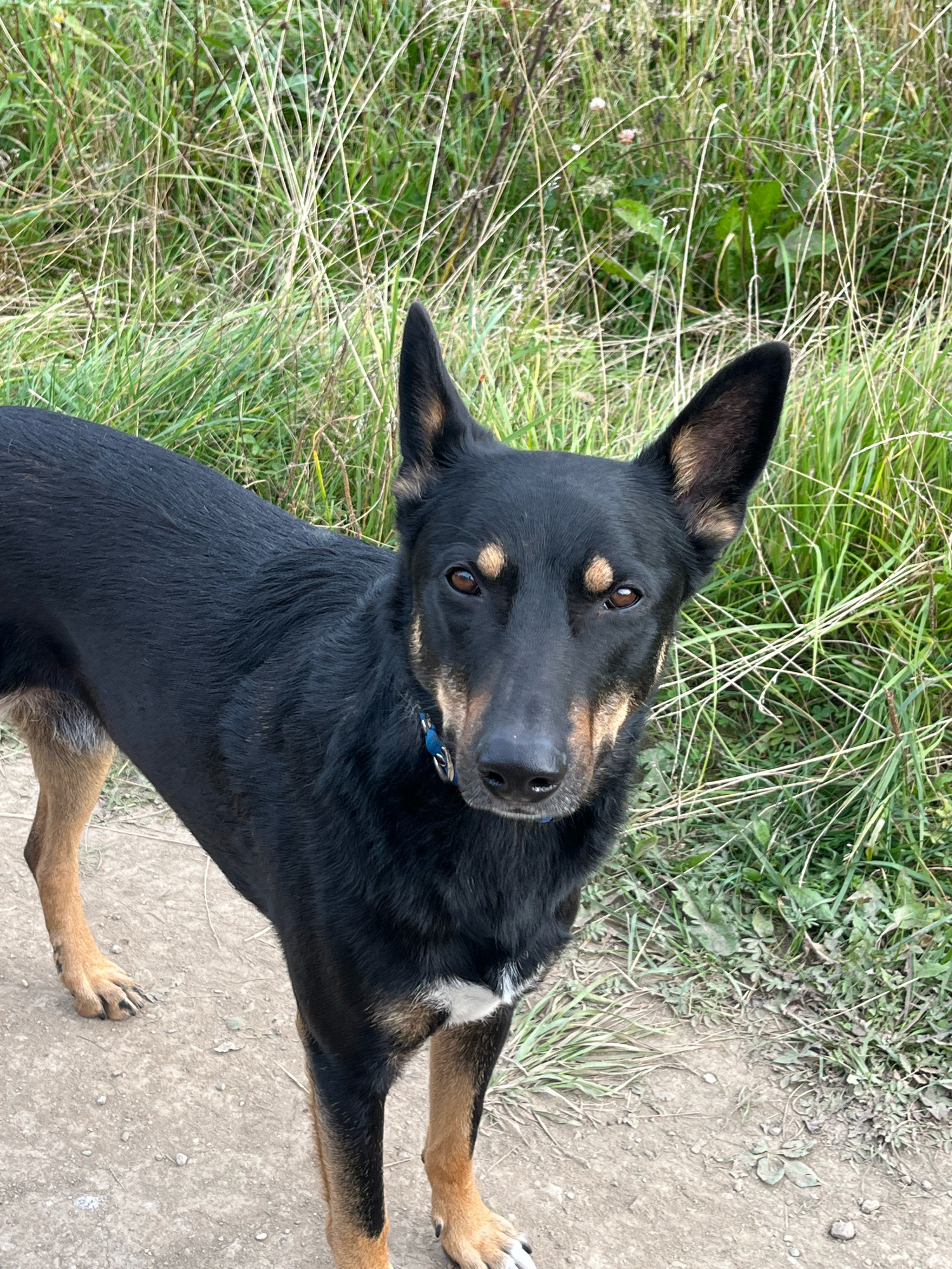 A black and tan dog stands outdoors on a dirt path, facing the camera. The dog has erect ears, dark brown eyes, and a black muzzle with tan markings above its eyes and on its cheeks. It is wearing a blue collar. Behind the dog is tall, dry grass and some green vegetation. The ground is a light brown dirt path with small stones and some scattered dry leaves. The lighting suggests it is daytime. The image does not provide any information about the city of Nizhny Tagil, Russia.