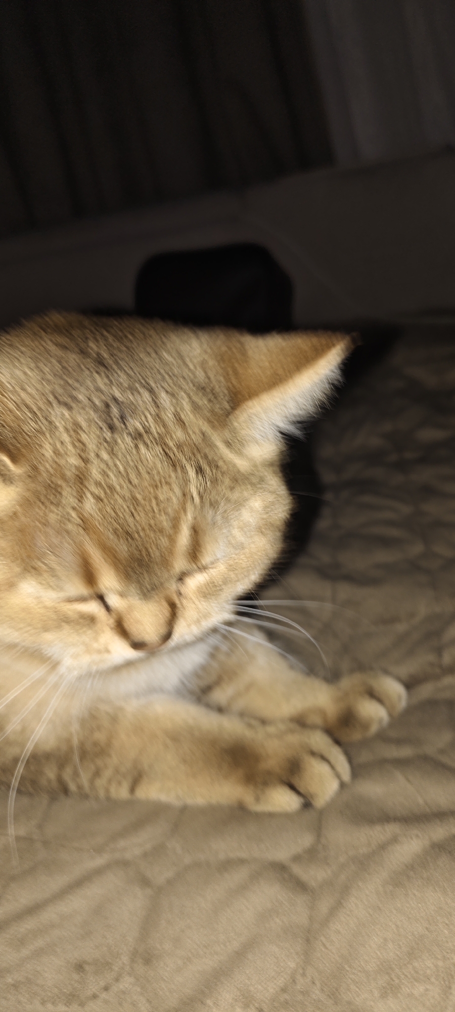 A close-up, eye-level shot captures a sleeping ginger cat. The cat's head is turned to the right, with its eyes closed and paws tucked in. The fur is a warm ginger color with some darker stripes visible on the back. The cat is resting on a textured brown surface, possibly a blanket or sofa. The background is dark and out of focus, with hints of what might be curtains. The lighting appears to be dim, with a warm glow highlighting the cat's fur. The overall impression is one of peaceful slumber.