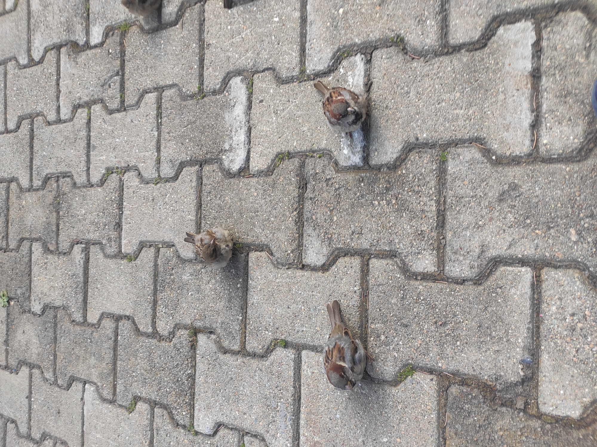 A flock of sparrows is gathered on an interlocking concrete paver surface, likely a sidewalk or pedestrian area, in Yekaterinburg, Russia. The pavers are a light gray color with dark grout lines. Some sparse green weeds are growing in the cracks between the pavers. Four sparrows are clearly visible in the image. One sparrow is in the upper center of the frame, facing away from the camera. Another is in the lower left quadrant, facing left. A third sparrow is in the lower right quadrant, facing away. A fourth sparrow, partially visible, is in the upper right corner. The lighting suggests it is daytime, with shadows indicating the sun is to the right. The image is taken from a high angle, looking down at the birds and the paving.