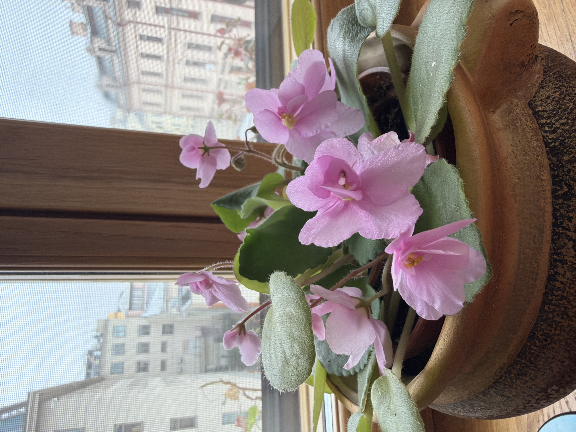 A pink African violet plant is positioned in a brown pot on a wooden window sill. Through the window, a view of Moscow, Russia, is visible. The building across the street has a light facade with numerous windows. A screen is present on the window. The flower of the African violet is fully open.