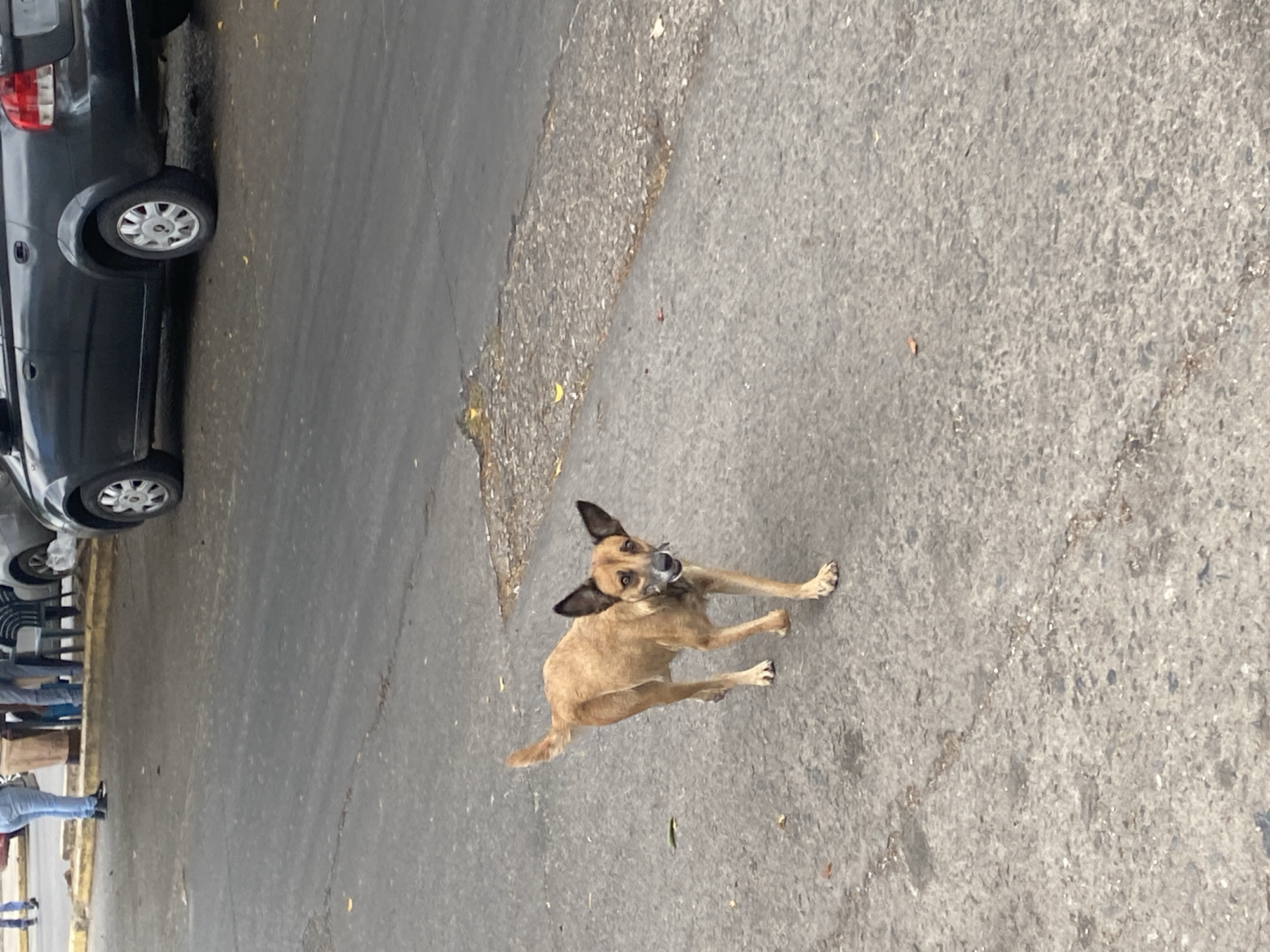 A light brown dog stands on a gray asphalt street in Tinaquillo, Venezuela. The dog faces the camera with alert ears and a slightly open mouth. A dark gray car is parked on the left side of the street. Several people are standing on the sidewalk beside the car. The environment is urban.