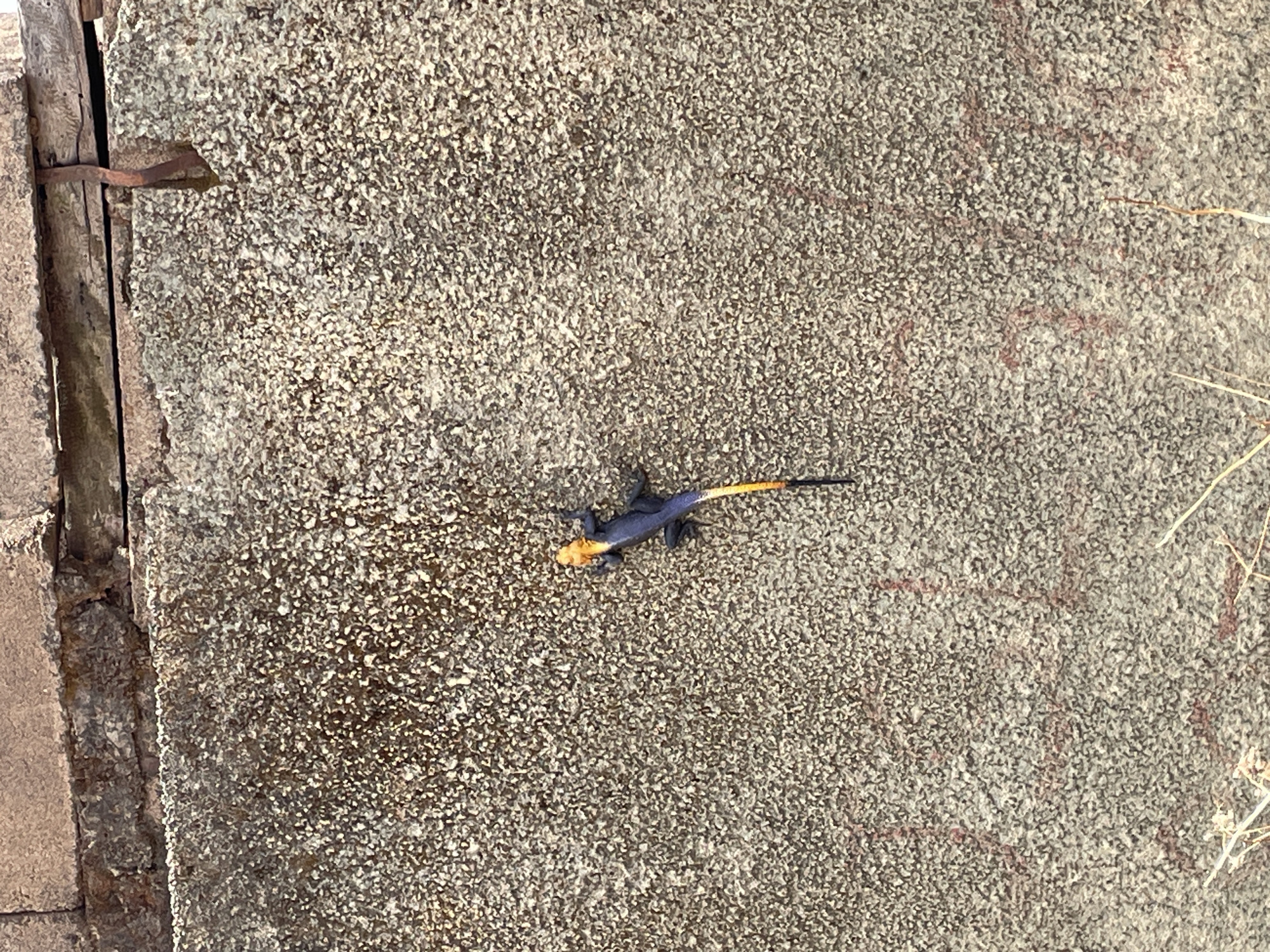 A lizard is clinging to a rough, textured concrete wall. The lizard has a black body, an orange head, and a long, thin orange tail. The wall is mottled in shades of gray and beige. A rusty metal object is visible on the left edge of the wall. Dry grass is at the right-hand side of the image. The location is inferred to be Jos, Nigeria.