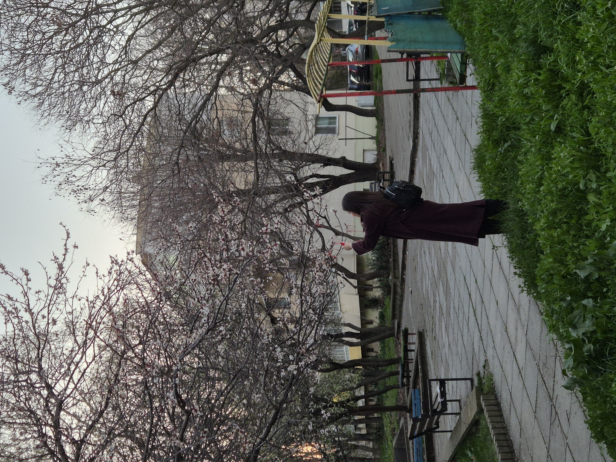A street in Varna, Bulgaria, is paved with concrete slabs. A woman with dark hair and a dark maroon coat stands on the pavement, examining a tree in bloom. She has a backpack on her back. A row of blooming trees lines the street. Benches are placed alongside the trees. Green shrubbery borders the sidewalk on the right side of the frame. In the background, there is a building. In the upper part of the frame, there is a playground swing set. There are bare trees in the background.