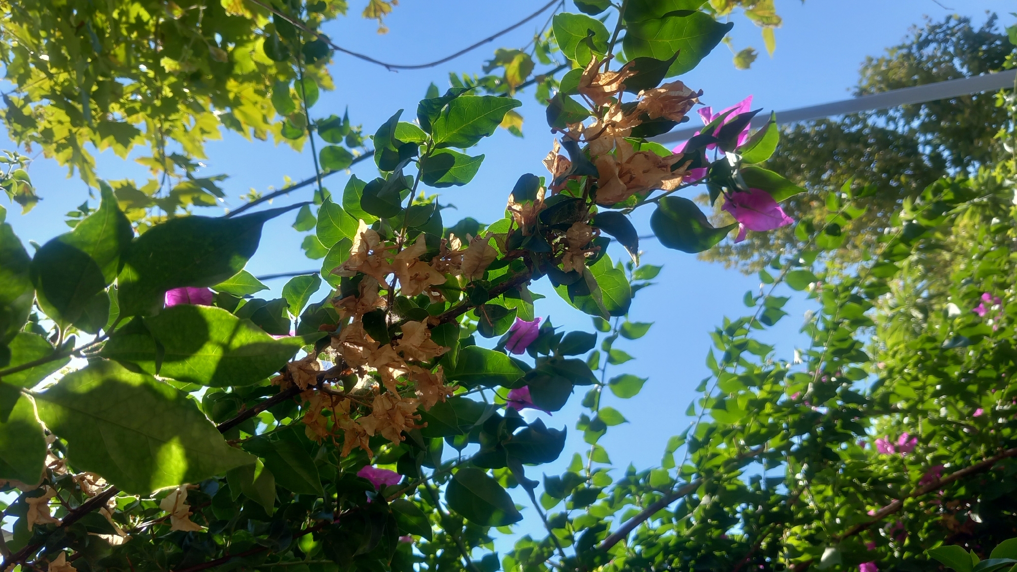 A close-up, upward-facing shot captures a branch of bougainvillea against a clear blue sky. The branch is adorned with vibrant green leaves, some of which are backlit by the sun, creating a luminous effect and casting shadows. Amidst the foliage, clusters of dried, papery flowers in shades of beige and brown hang, interspersed with a few remaining bright magenta bracts. The image also shows hints of other green foliage and the tops of trees in the background, suggesting an outdoor setting. The perspective implies the viewer is looking up from ground level. The scene evokes a feeling of summer in a Mediterranean climate, likely a garden or park, fitting for a location like Kos, Greece, known for its abundant flora and sunshine.