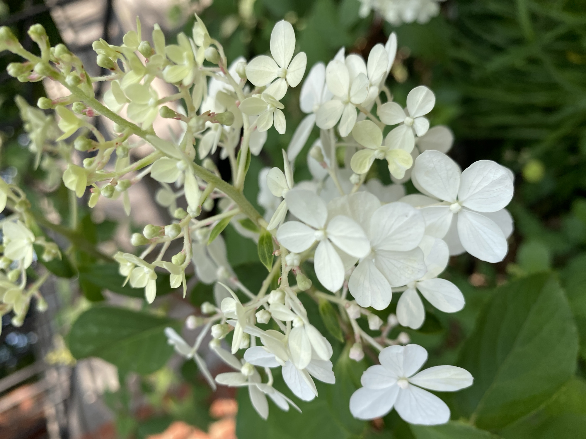 This is a close-up, eye-level, vertical shot of a cluster of white and light green hydrangea flowers. The flowers are in various stages of bloom, with some fully open and others still in bud. The petals are delicate and layered, creating a soft, airy texture. The background is a blur of green foliage and hints of dark red brick. The lighting is natural and appears to be from an overcast sky or dappled sunlight. There is no discernible location in Montreal, Canada specified in the image. The image is devoid of any people, actions, or interactions.